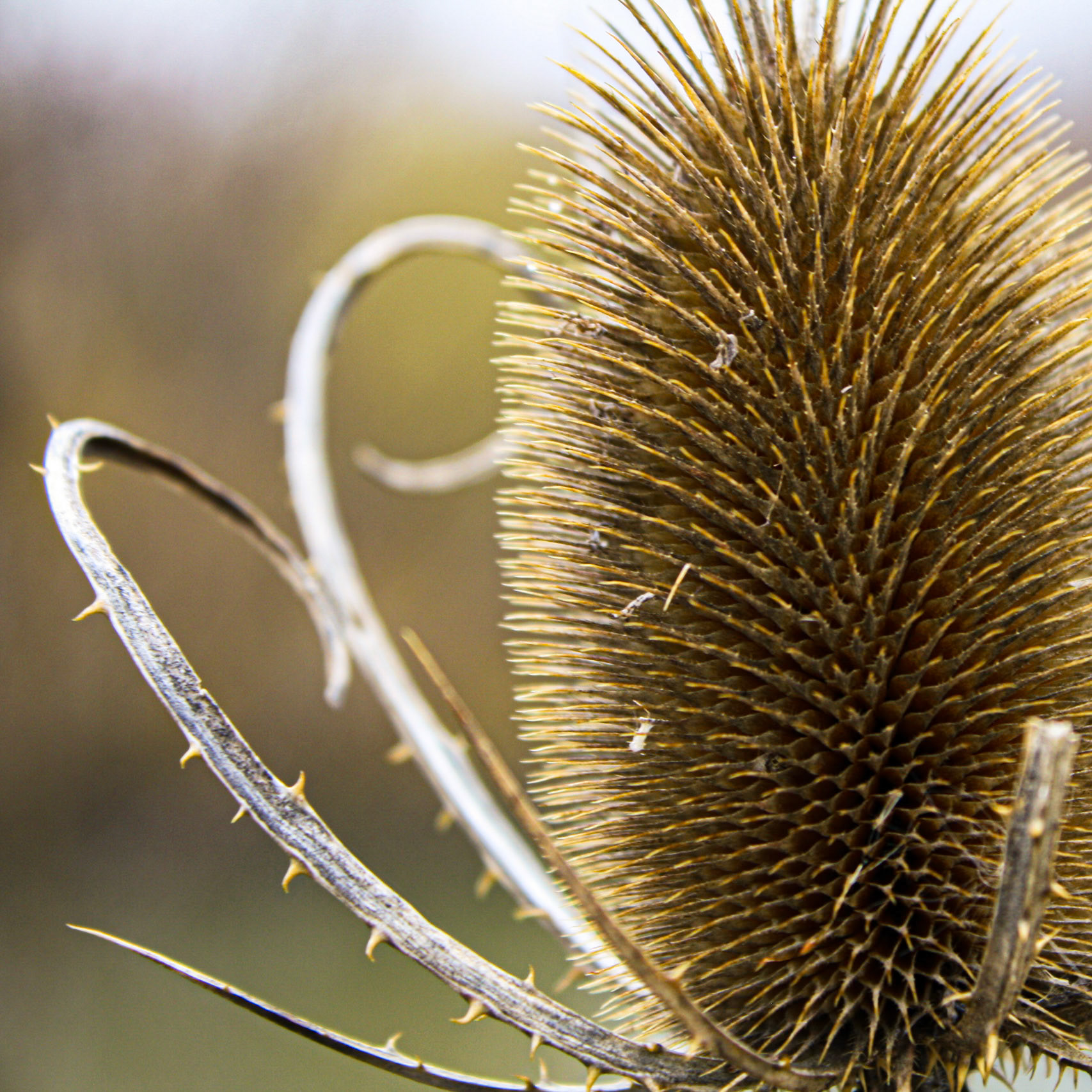 (Photo by Maliyah Gebremariam)