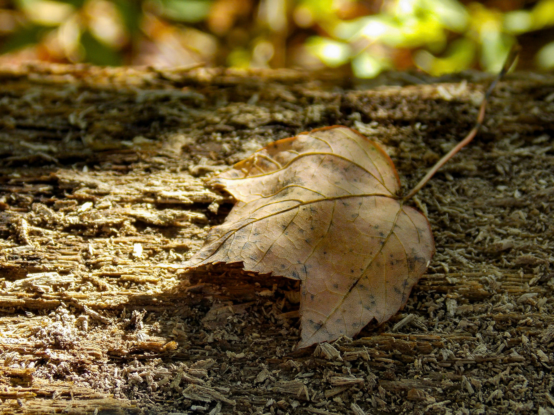 (Photo by Garvin Vanderhoff)