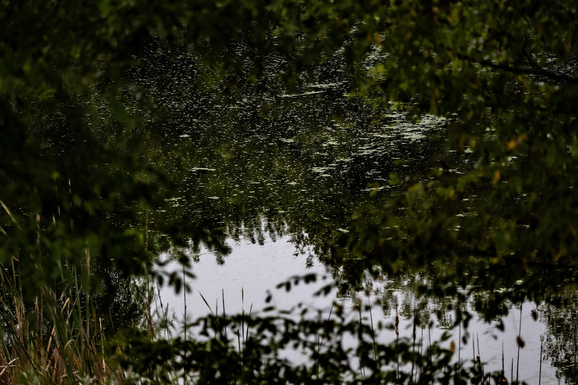 (Photo by Niklas VanderArk)