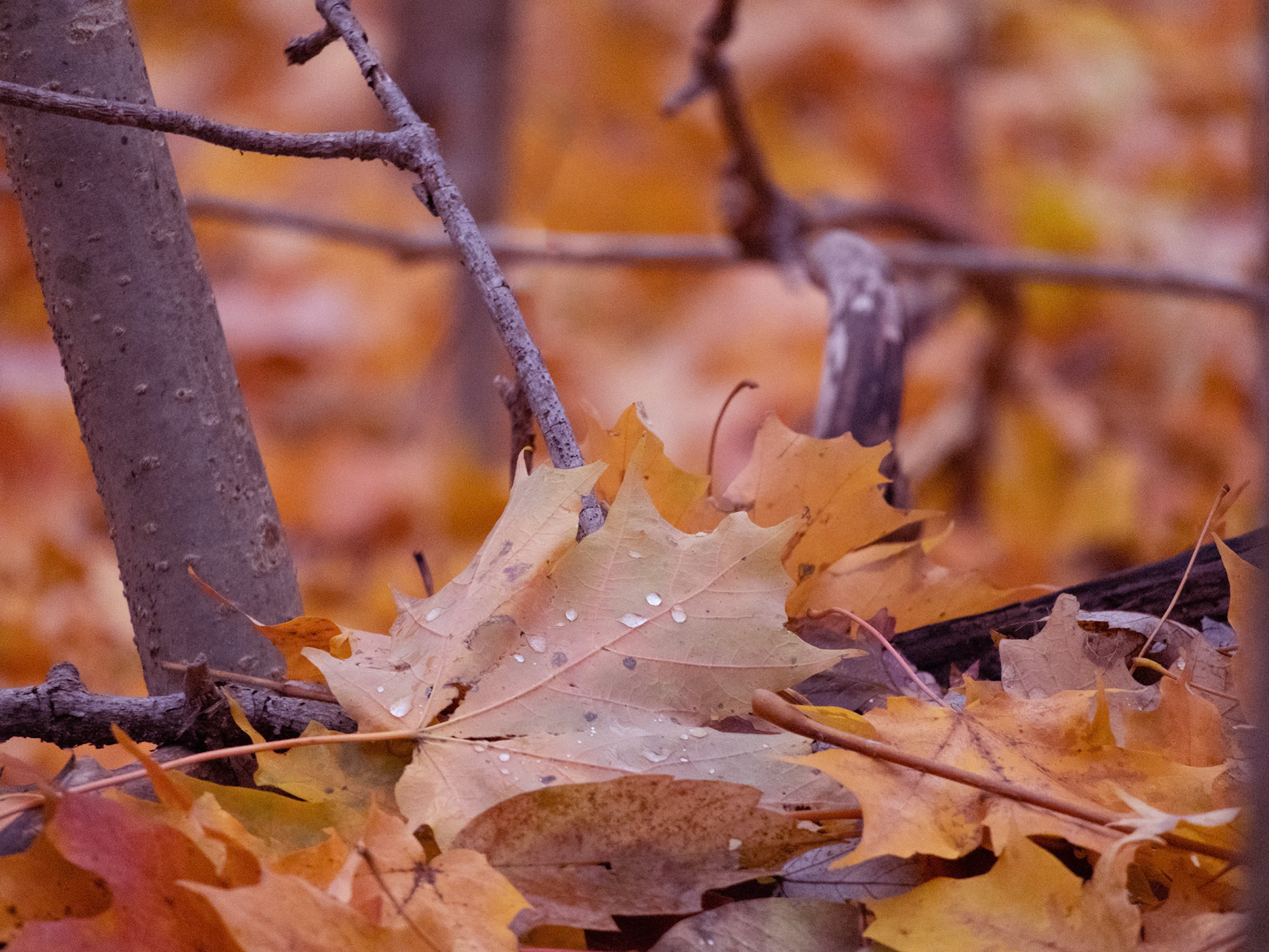 (Photo by Ashlyn Nichols)