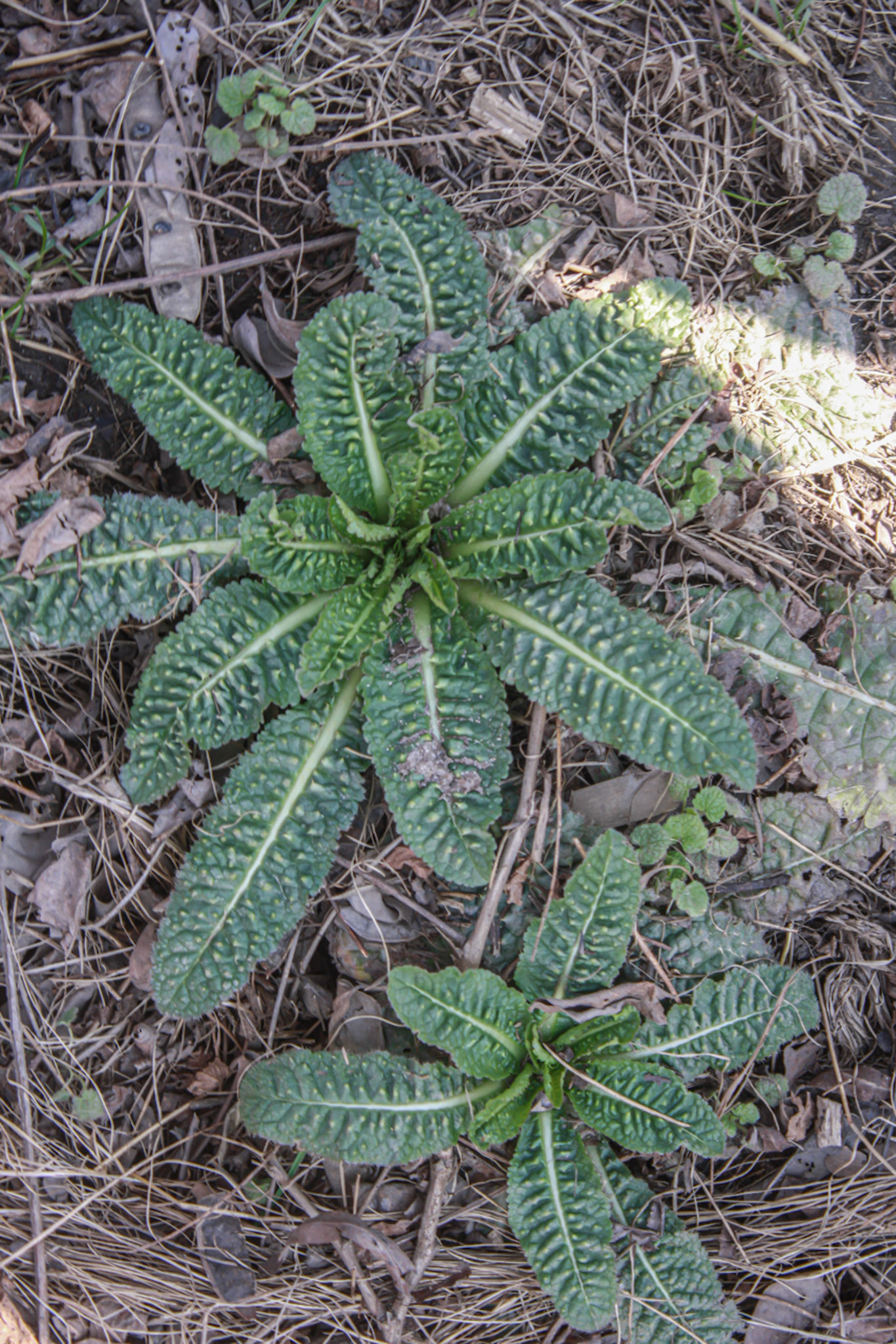 (Photo by Ainsley Fron)