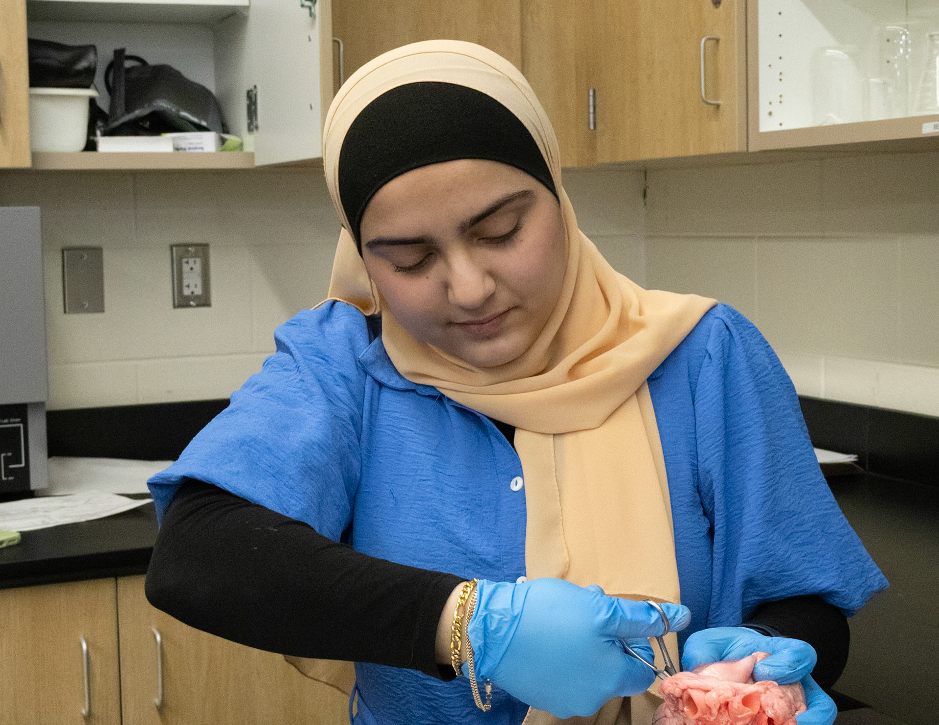 Sophomore Aseel Ghannam takes her surgical scissors to apig heart, carefully beginning the dissection. (Photo by Avarey Lippert)