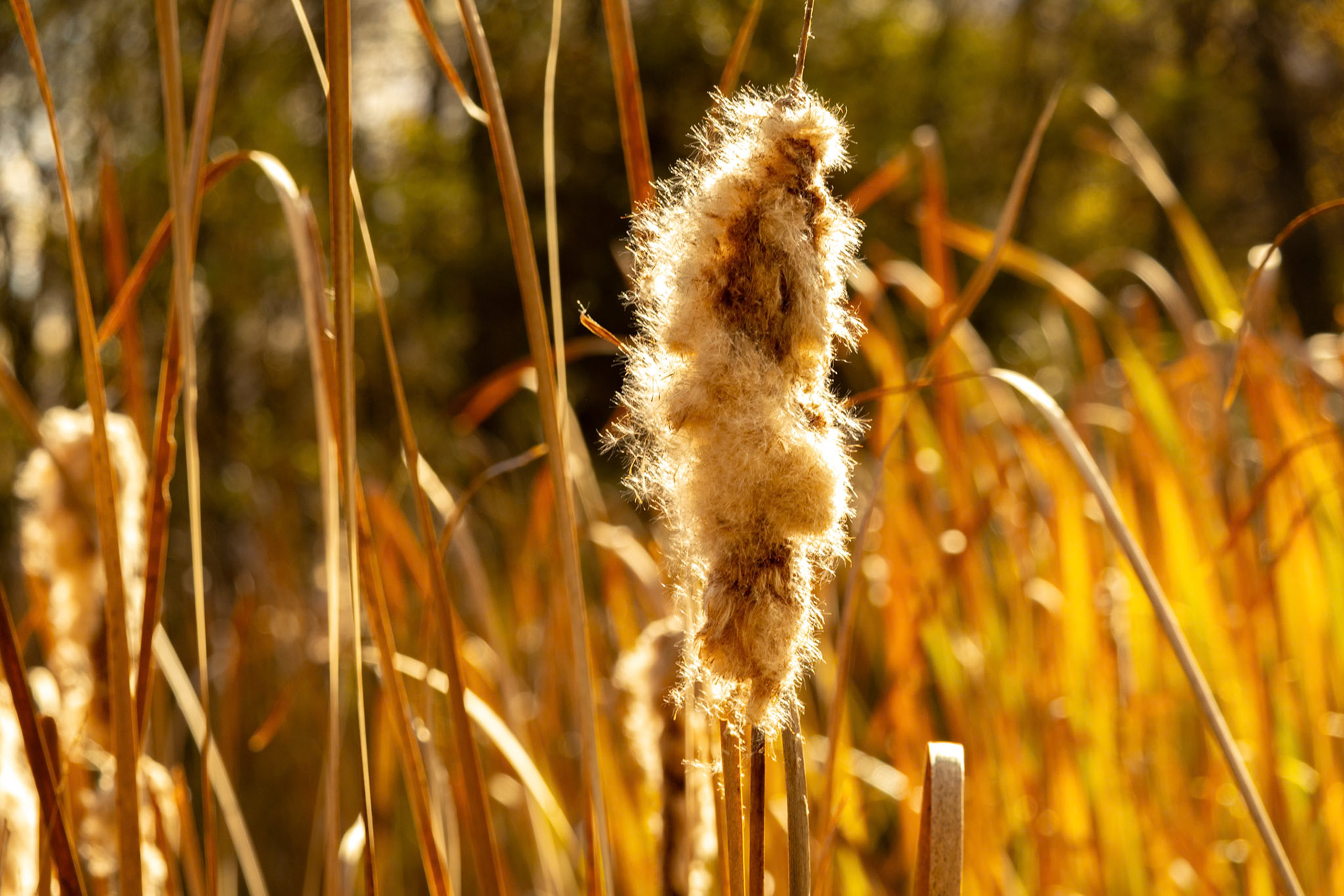 (Photo by Owen Rounds