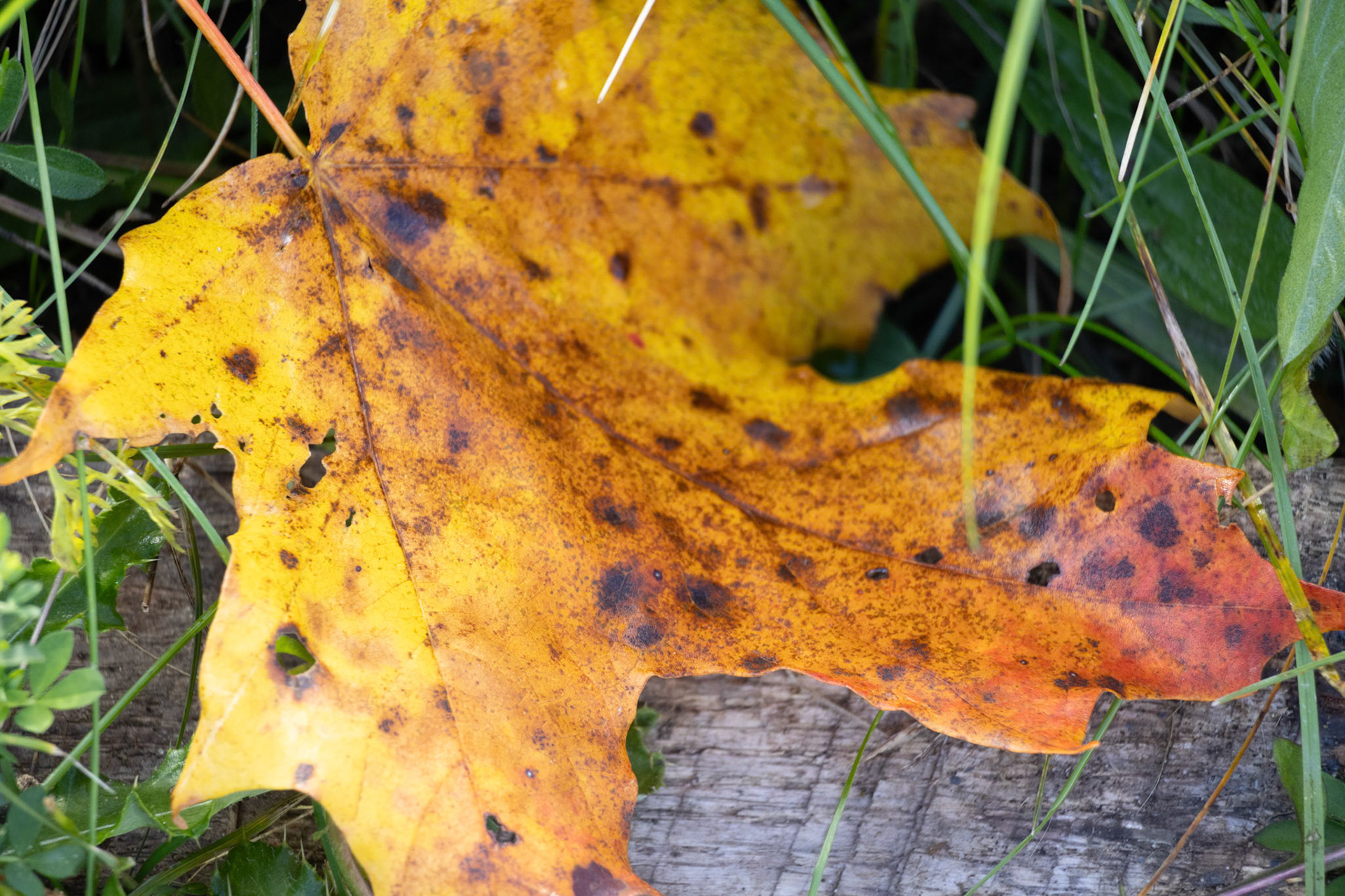 (Photo by Mohamed Gamareldawla)