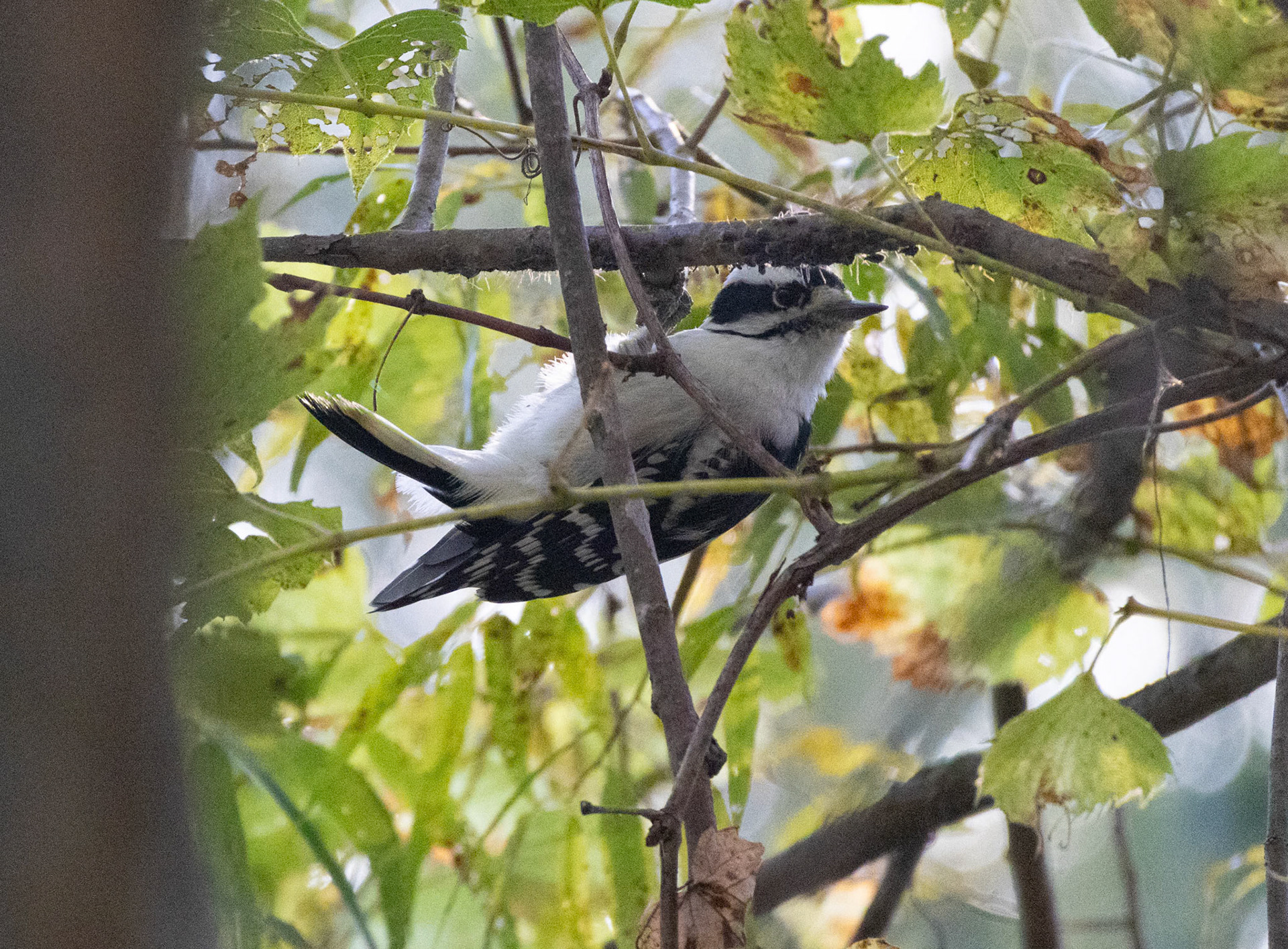 (Photo by Jack LeBoeuf)