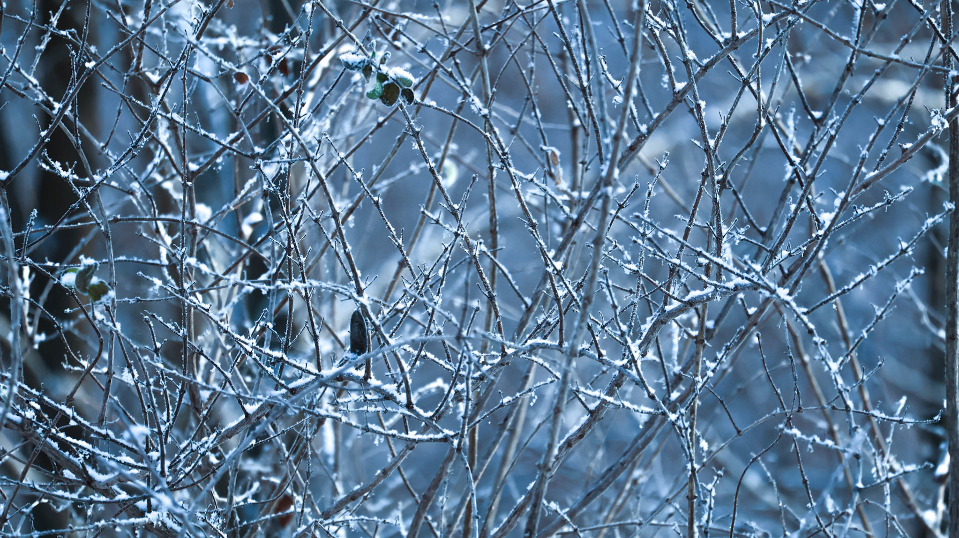 (Photo by Juliana Apo)