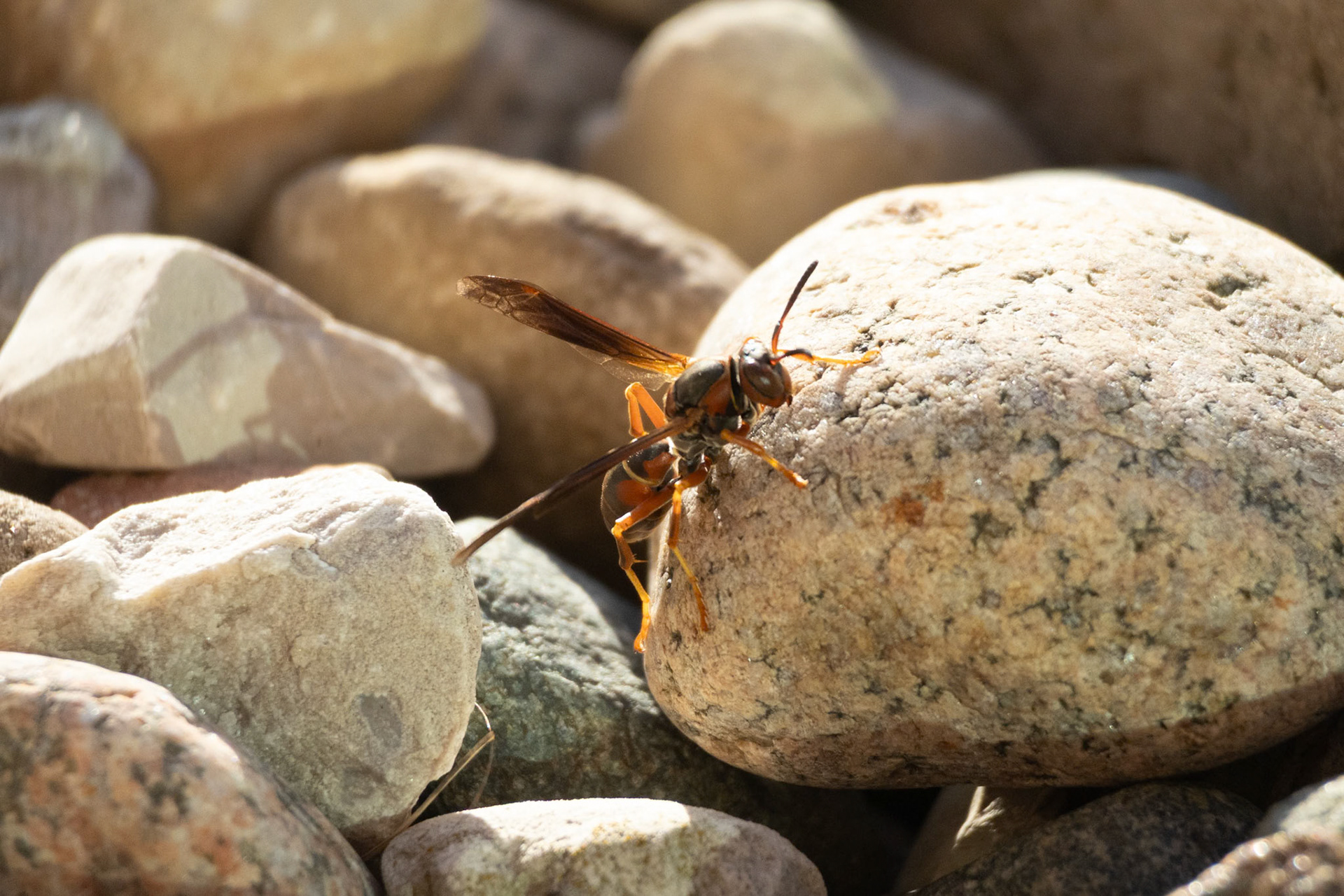 (Photo by Jack LeBoeuf)