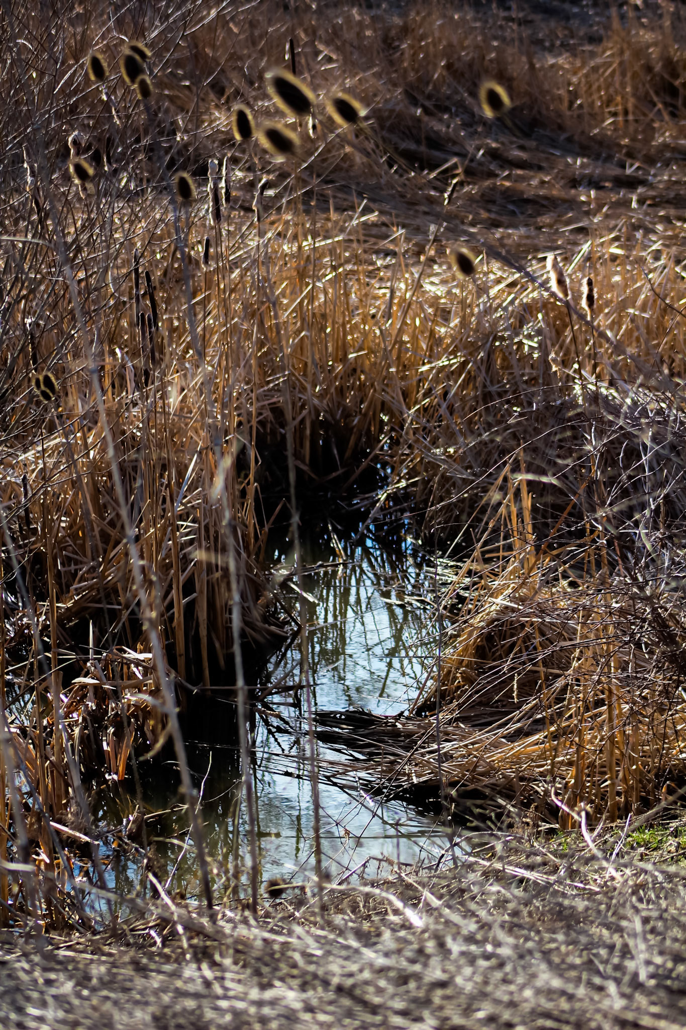 (Photo by Tyler Manninga)