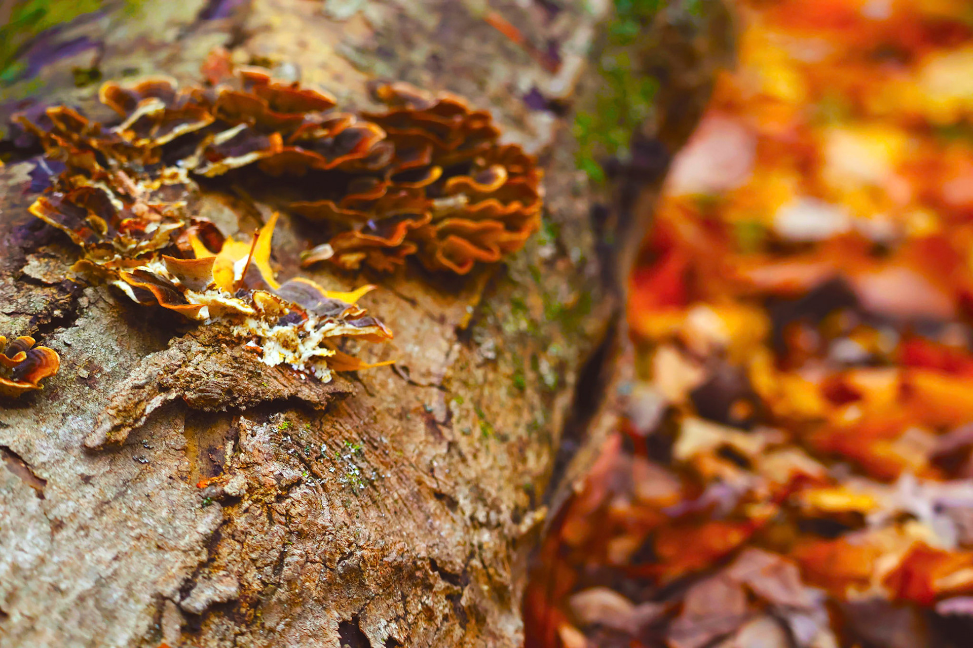 (Photo by Ayla Gerken)