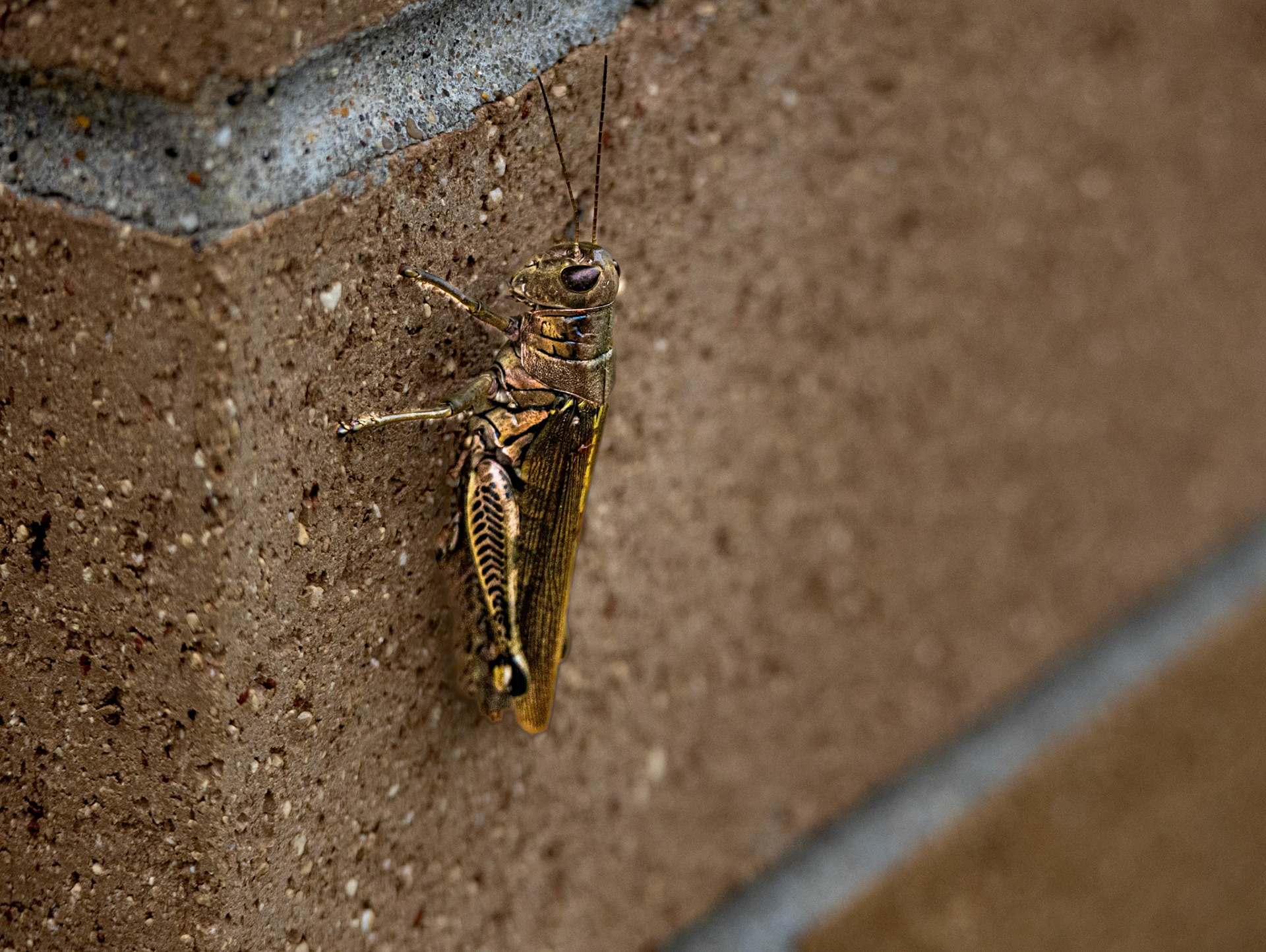 (Photo by Owen Rounds)