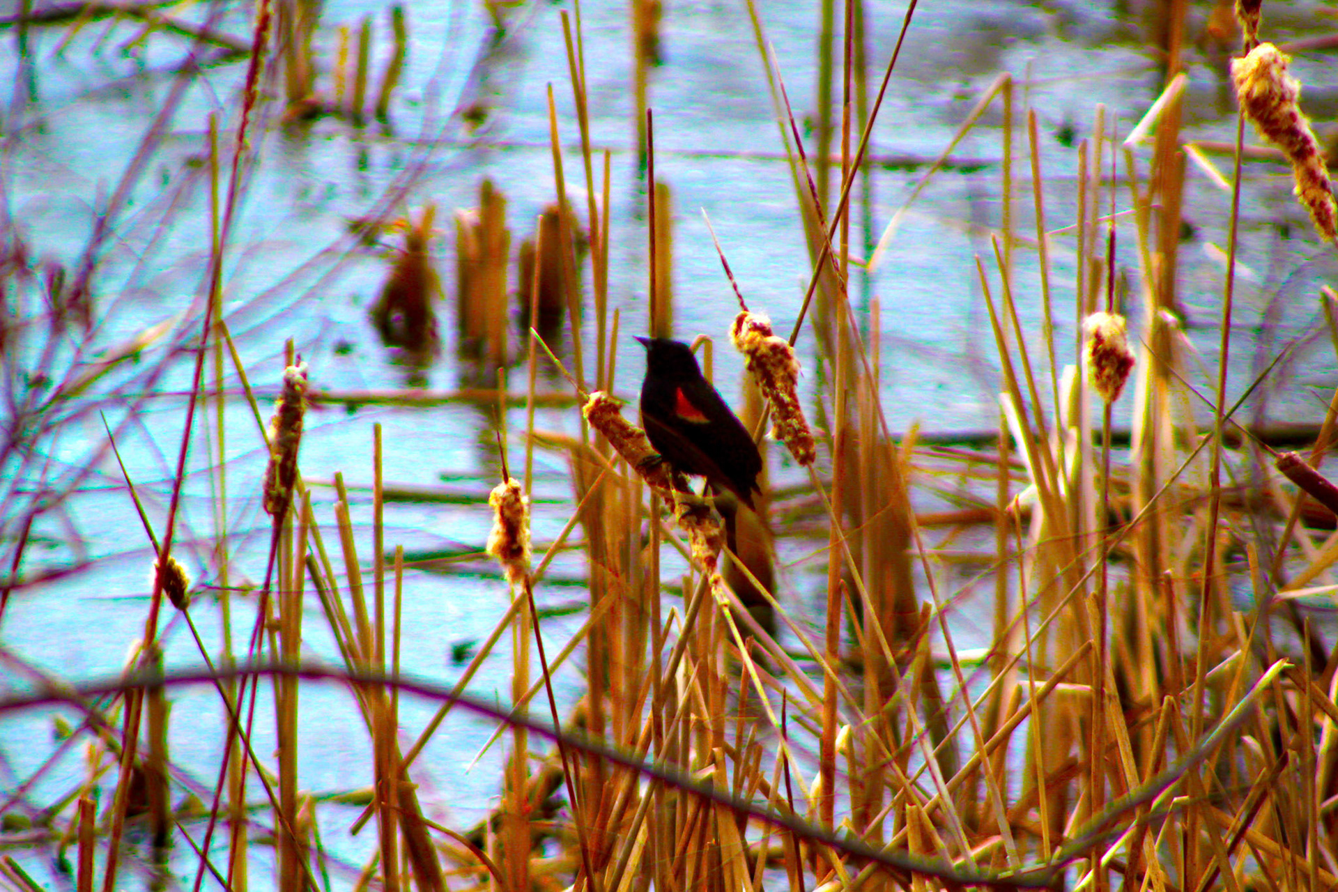 (Photo by Jorden Trice)