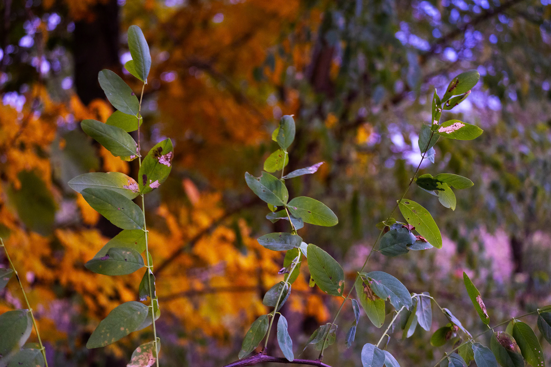 (Photo by Ayla Gerken)