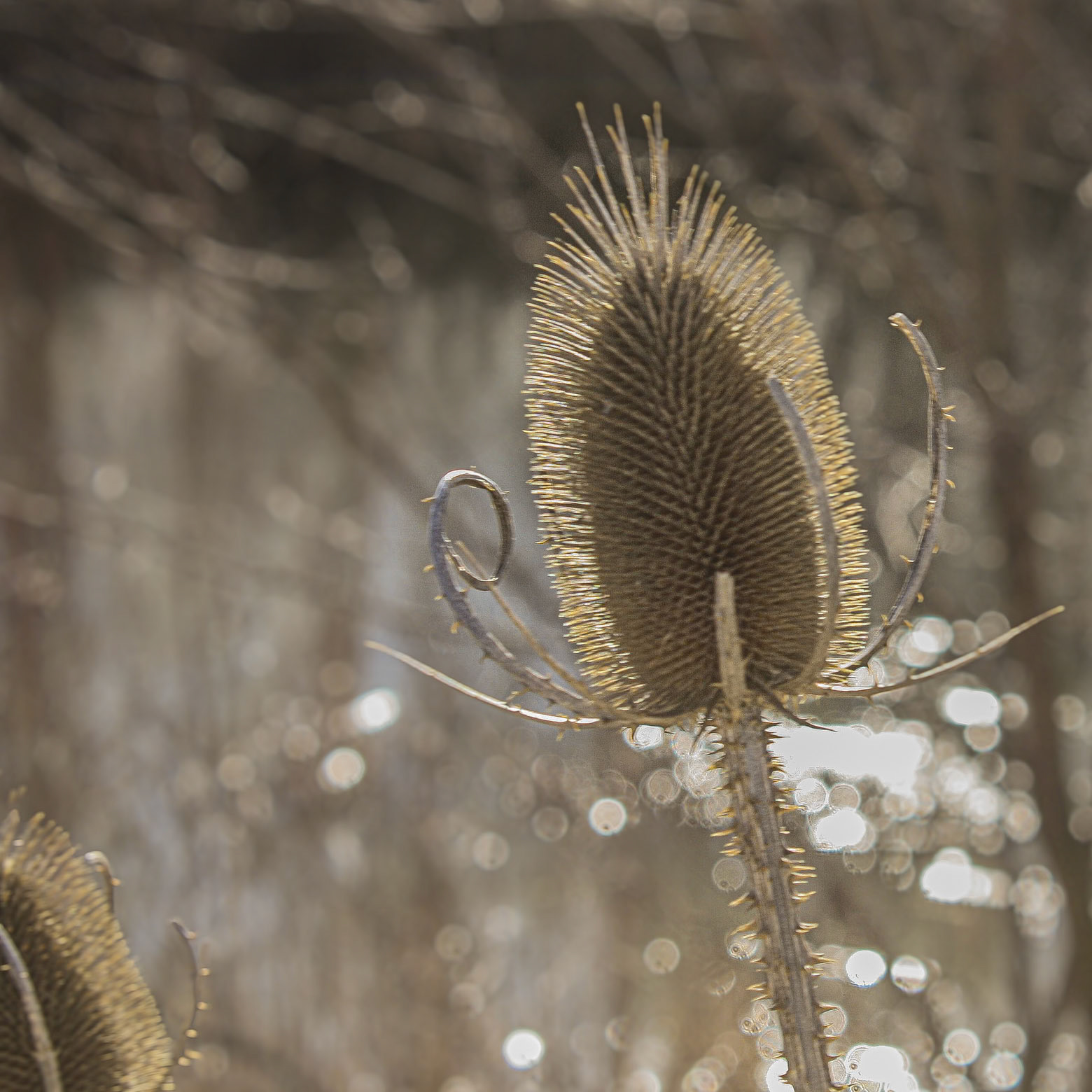 (Photo by Maliyah Gebremariam)