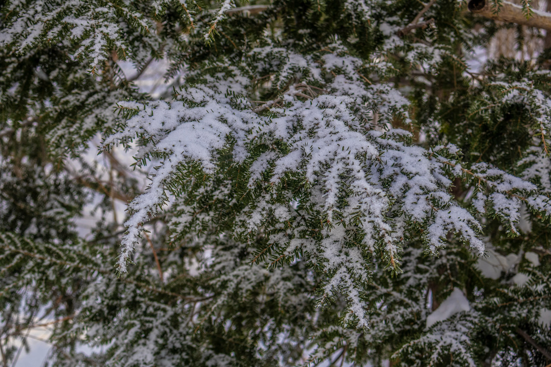 (Photo by Leila DeOliveira-Terzic)