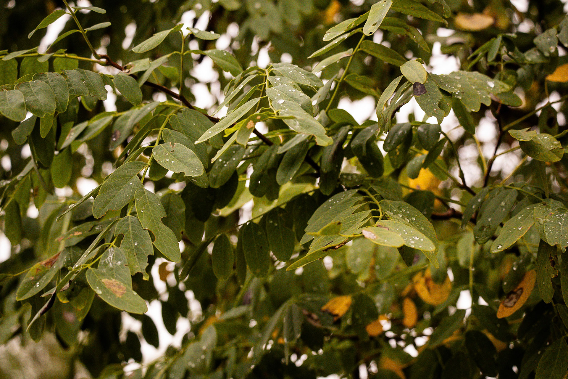 (Photo by Harlow Robles)