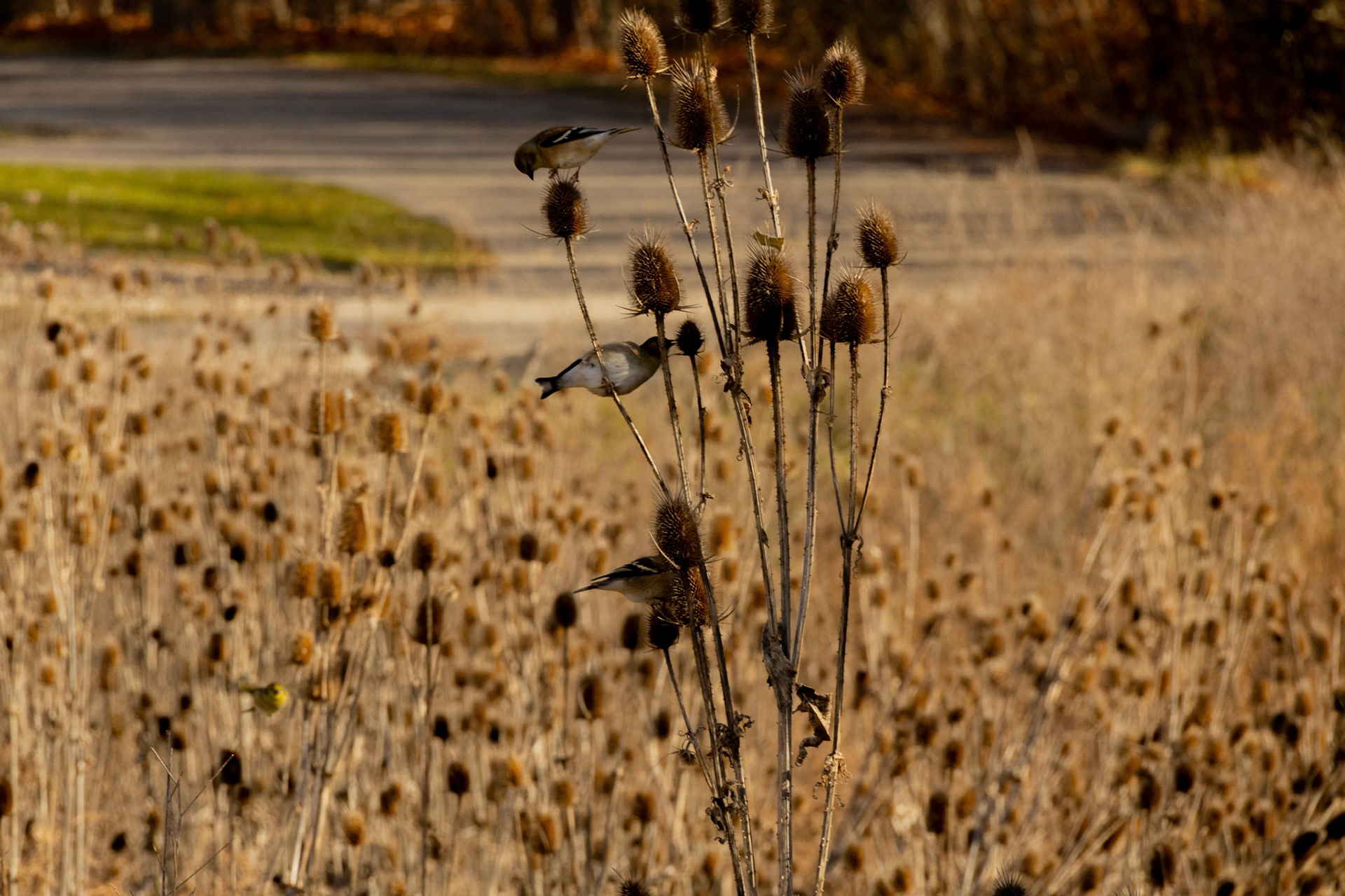 (Photo by Elsha Bytwork)