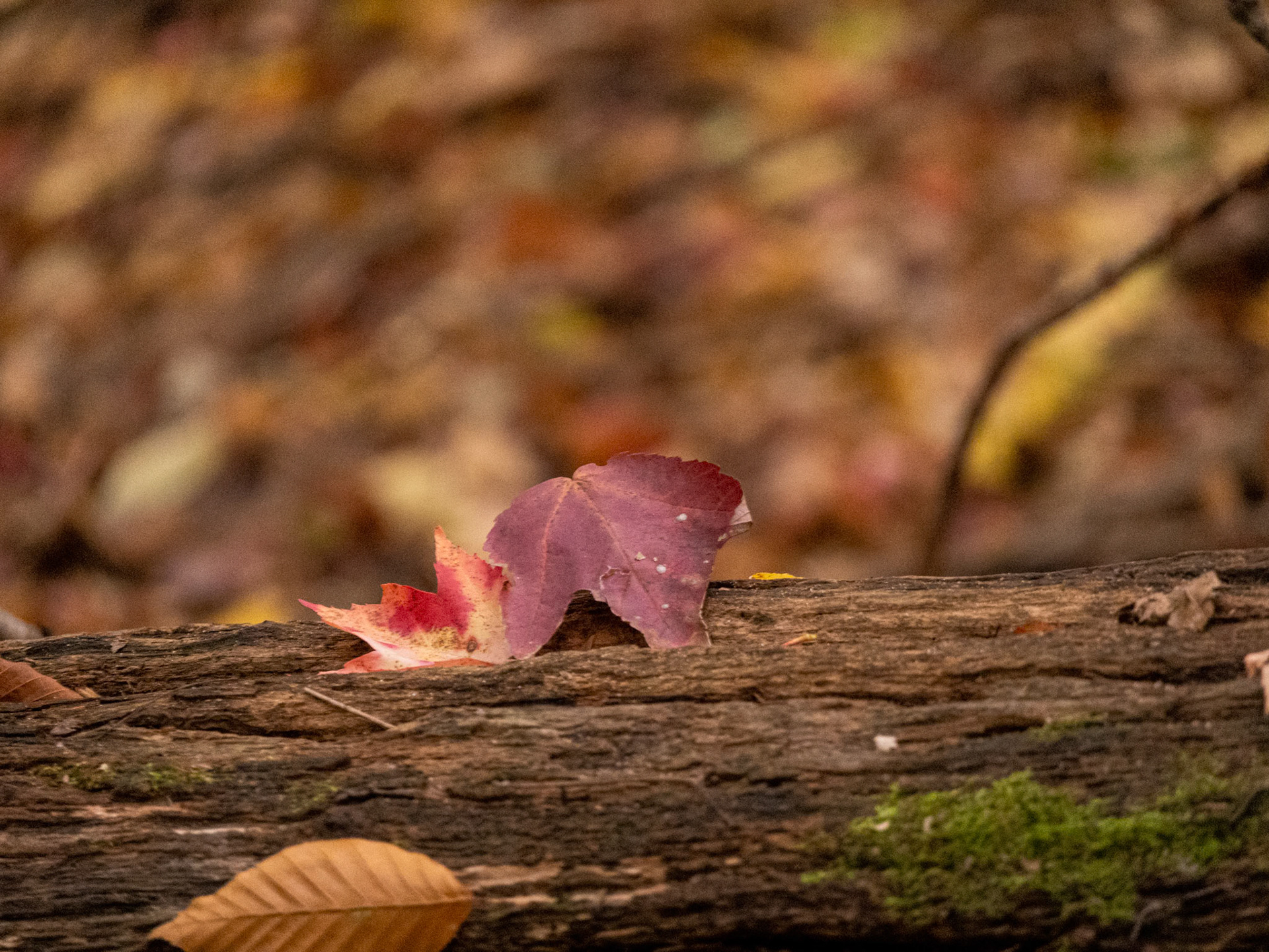 (Photo by Ashlyn Nichols)