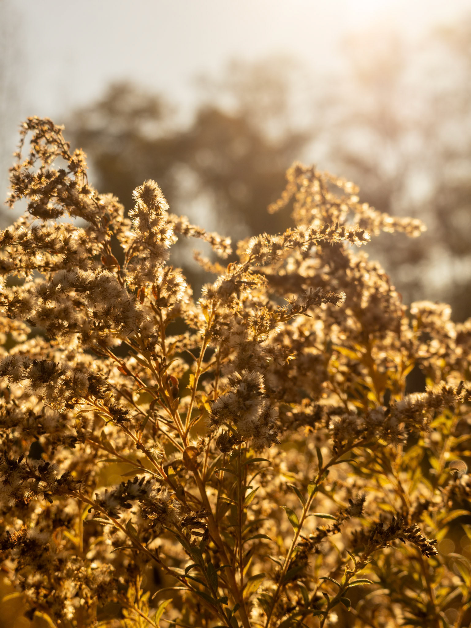 (Photo by Gavin Vanderhoff)