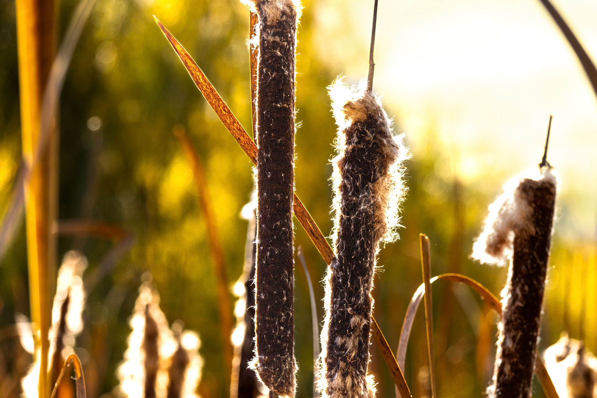 (Photo by Owen Rounds)