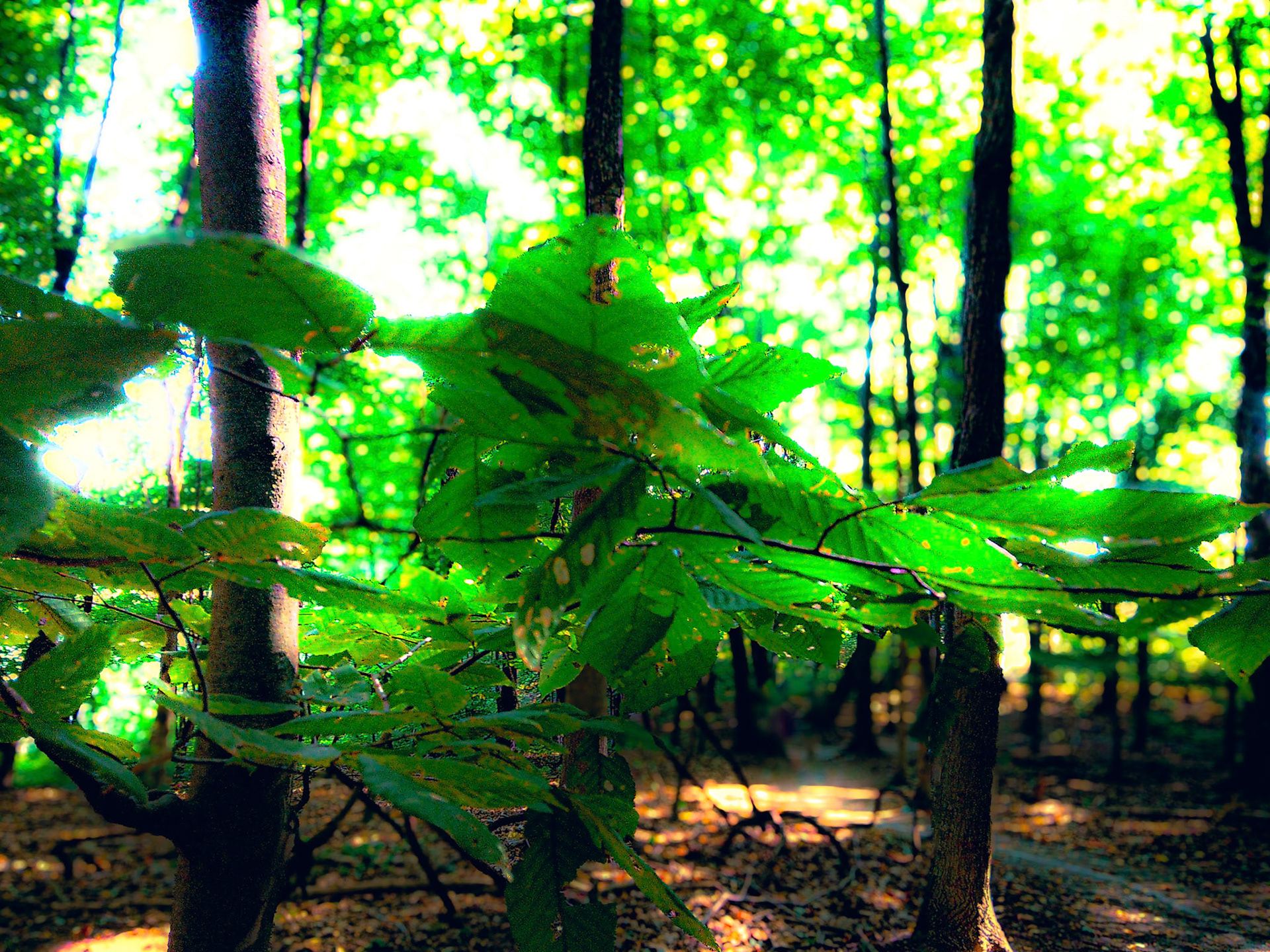 (Photo by Braydon Nemmers)