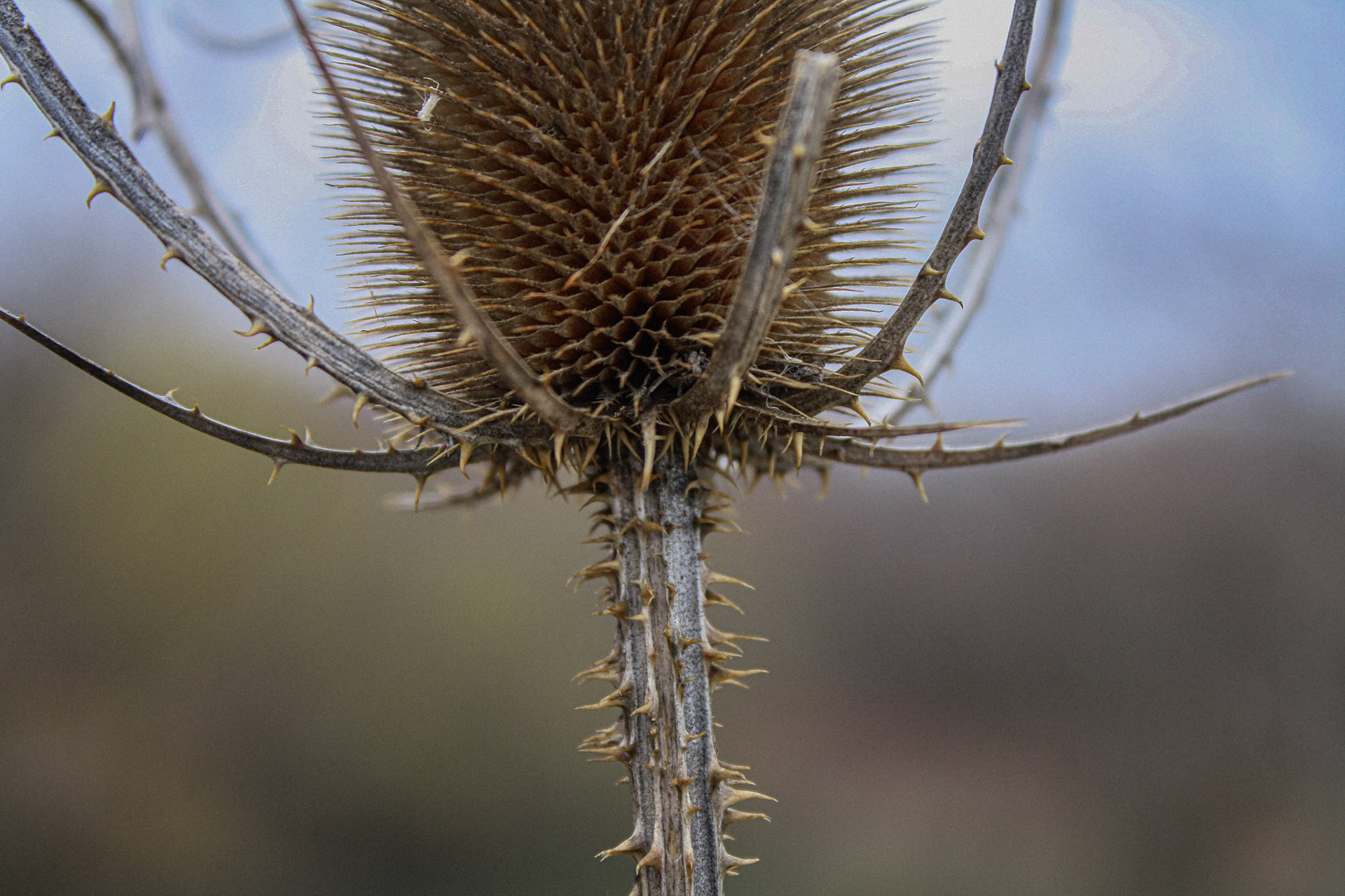 (Photo by Maliyah Gebremariam)