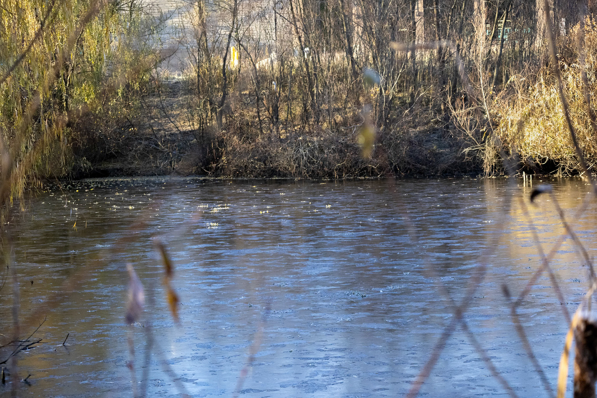 (Photo by Niklas VanderArk)