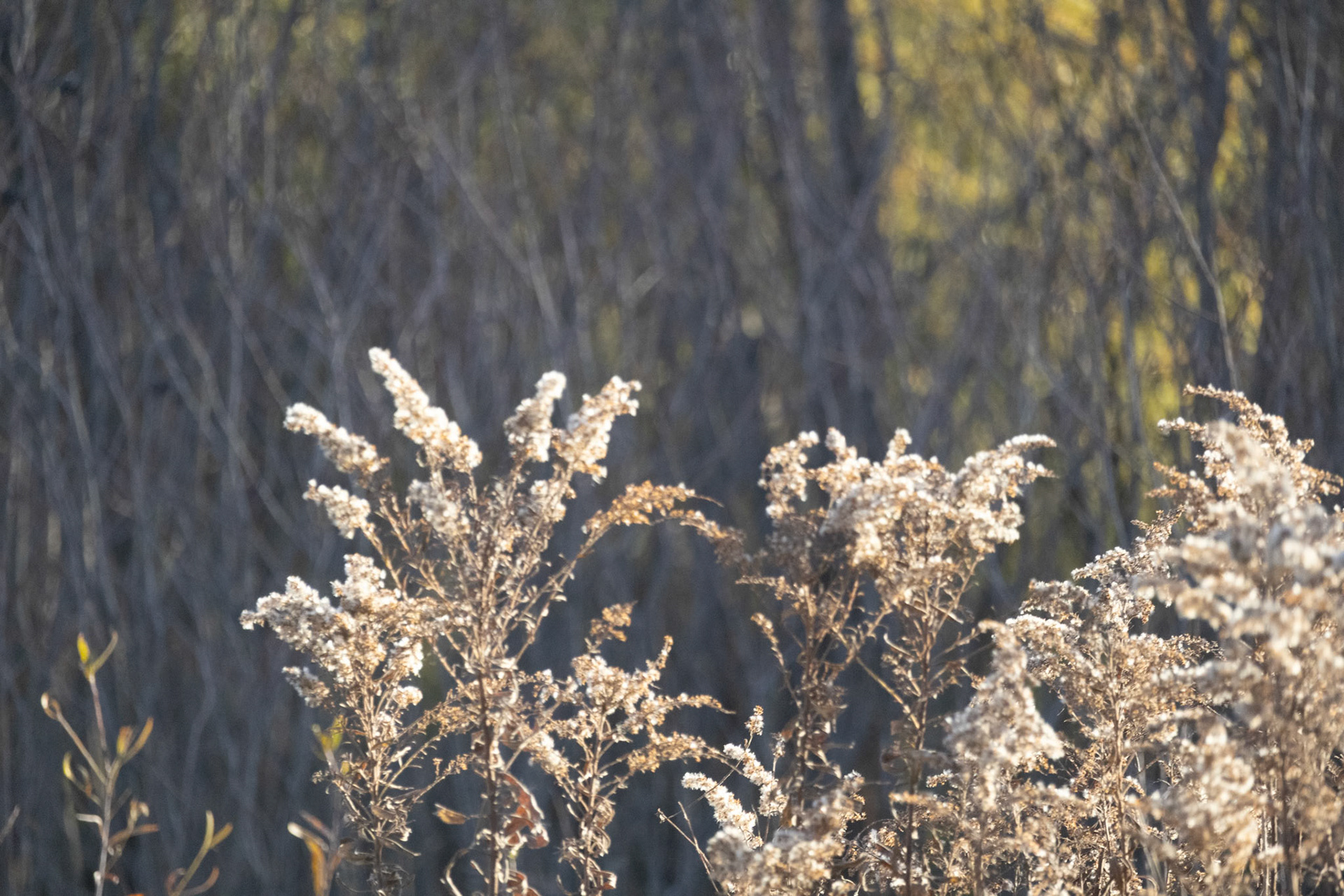 (Photo by Harlow Robles)