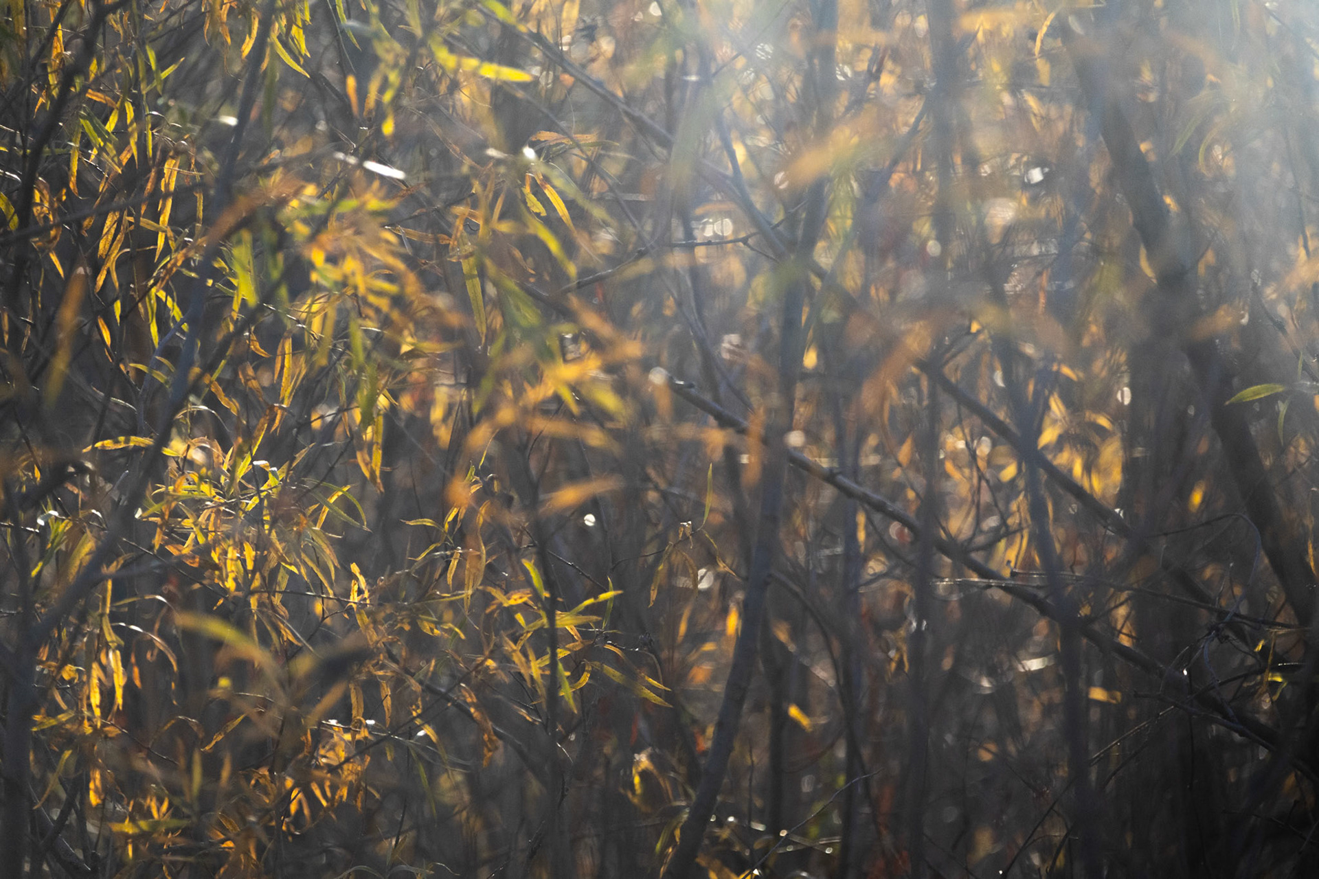 (Photo by Harlow Robles)