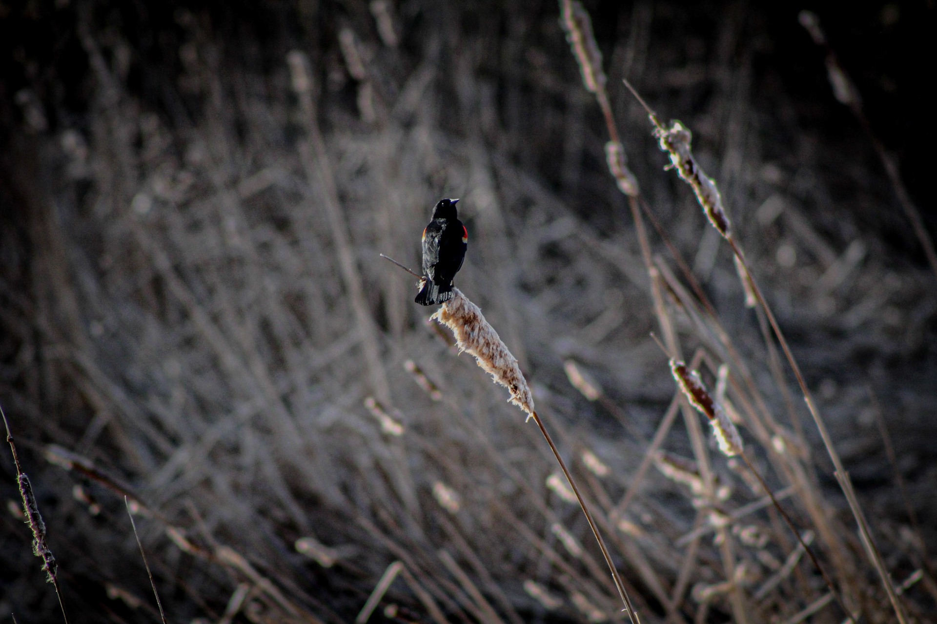 (Photo by Tyler Manninga)