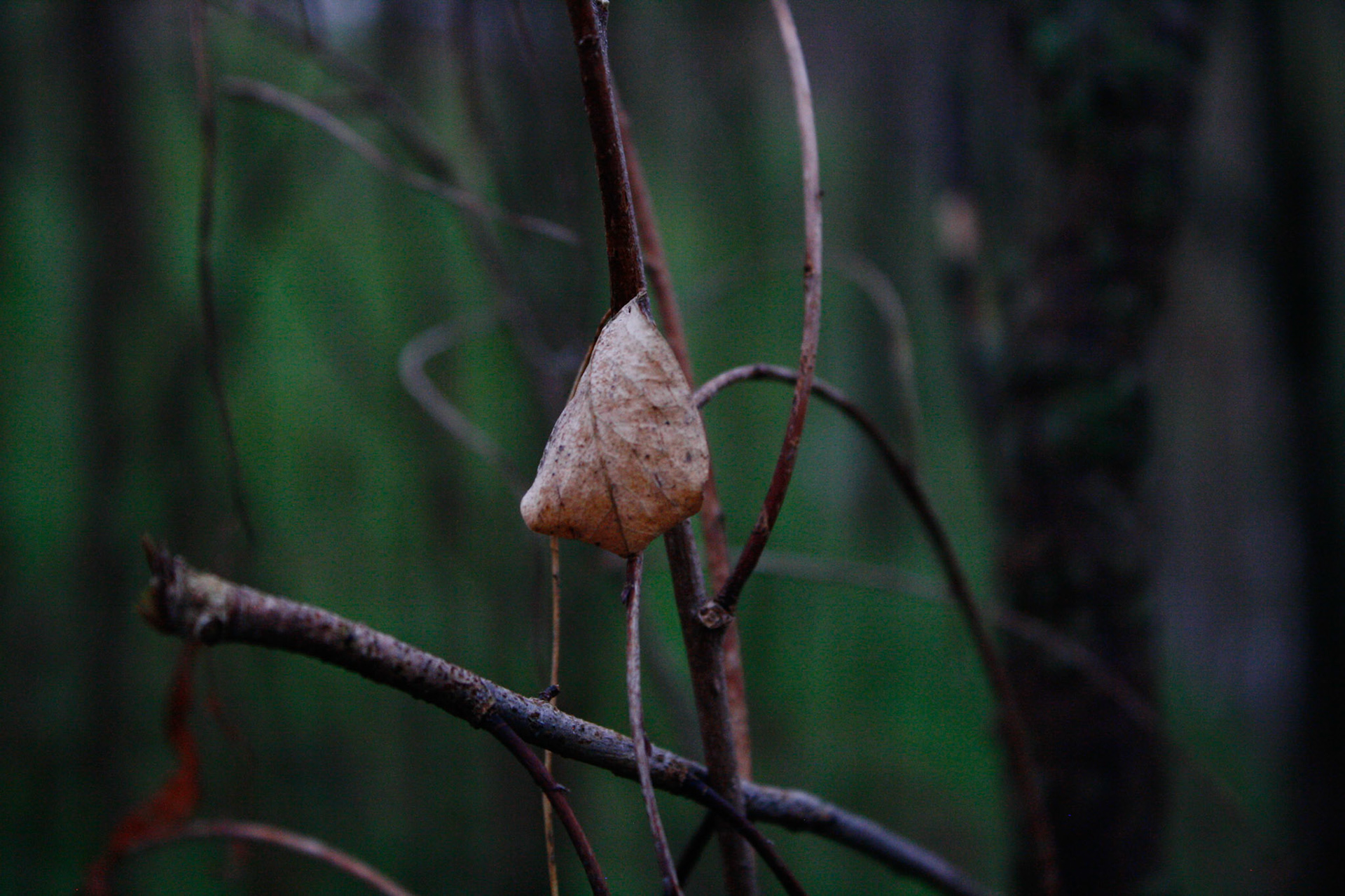(Photo by Wyatt Hibbitts)