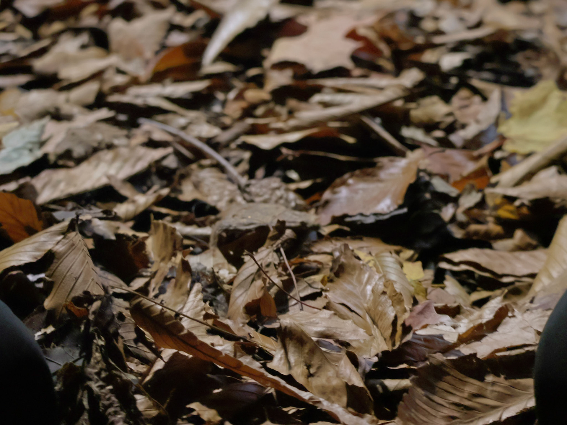 (Photo by Elsha Bytwork)