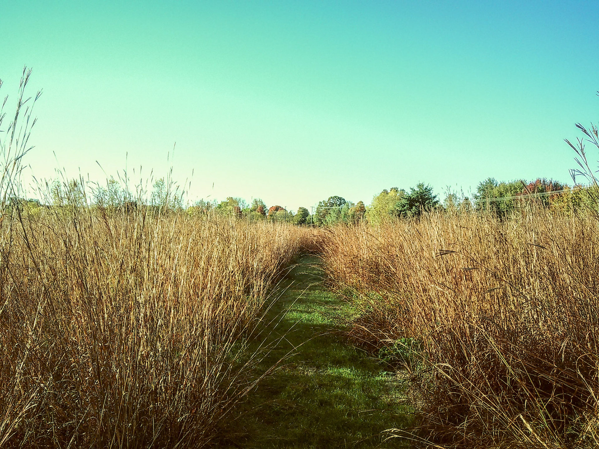 (Photo by Addison Cook))