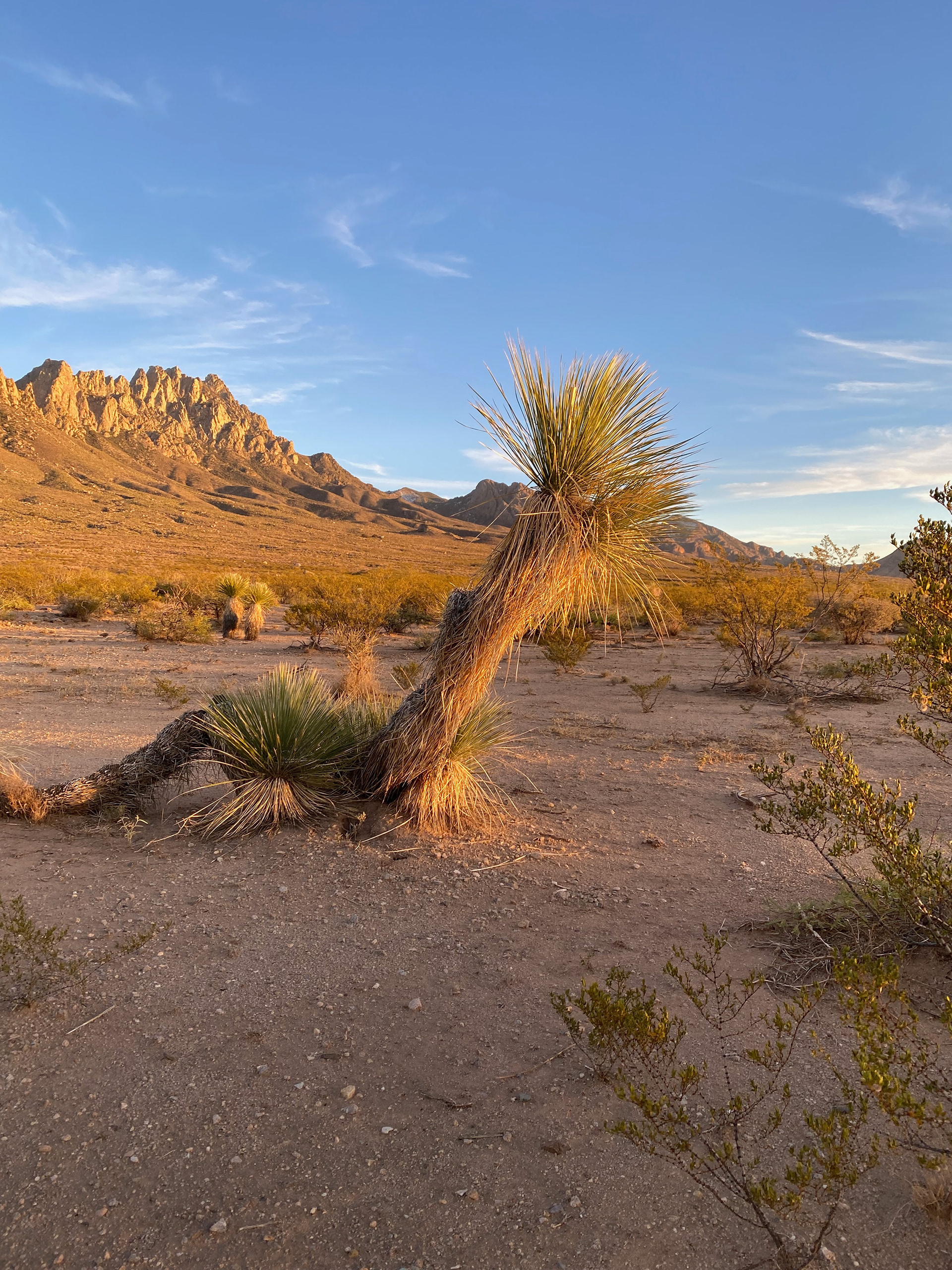 yucca sea serpent