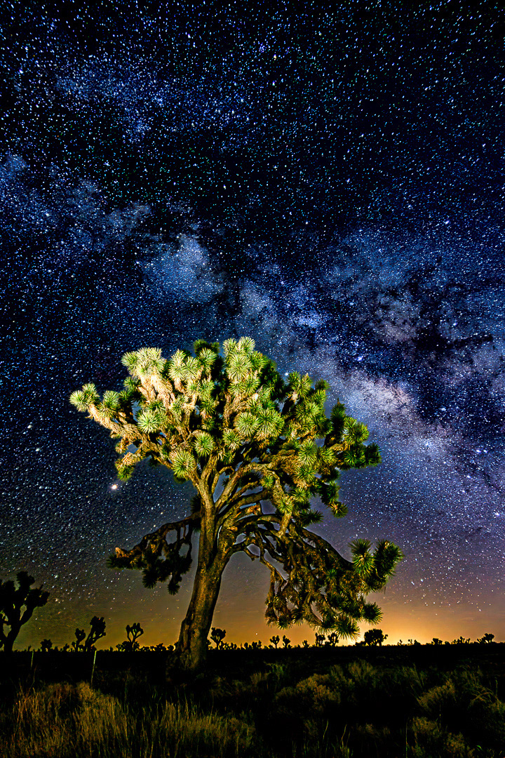 Joshua Tree National Park