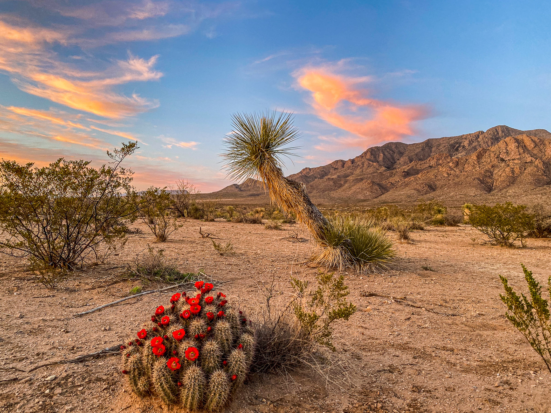 Flowering cactus, Organ Mountains