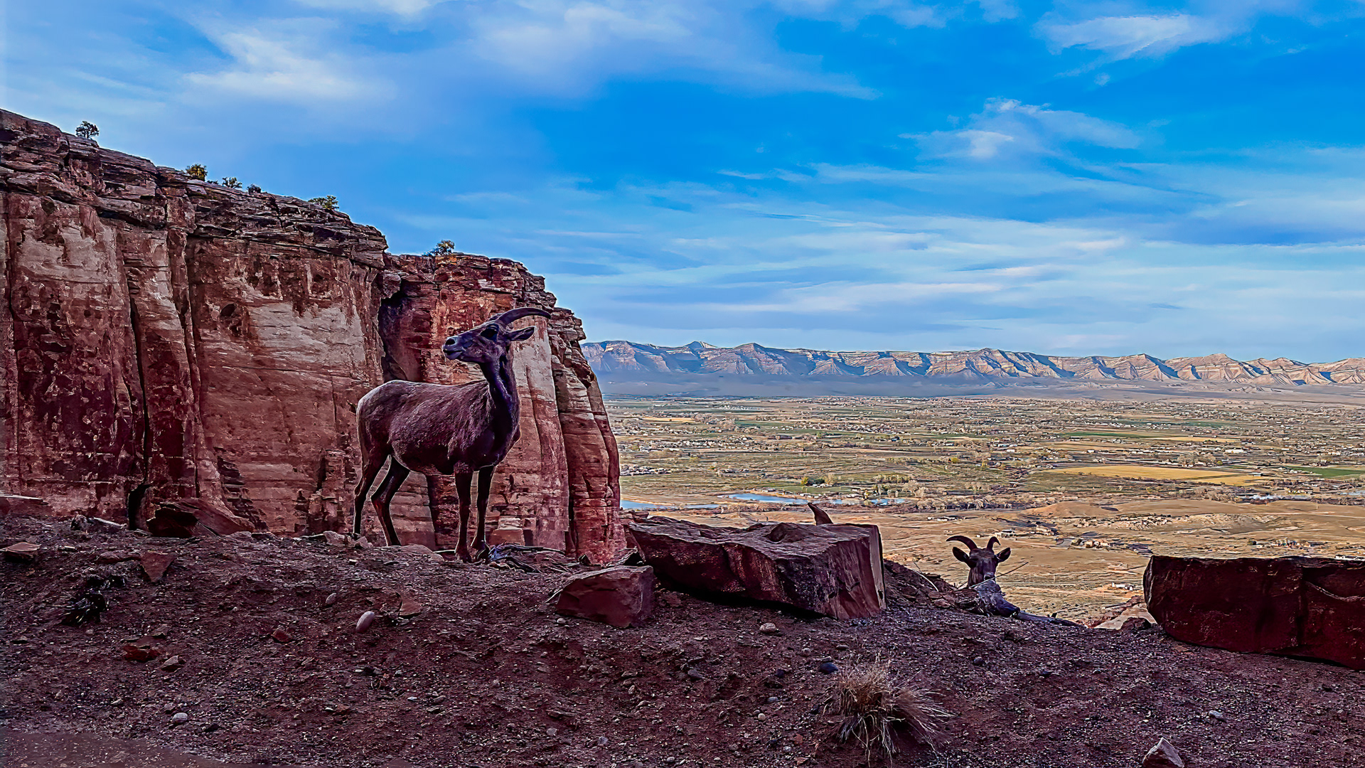 BIGHORTN SHEEP