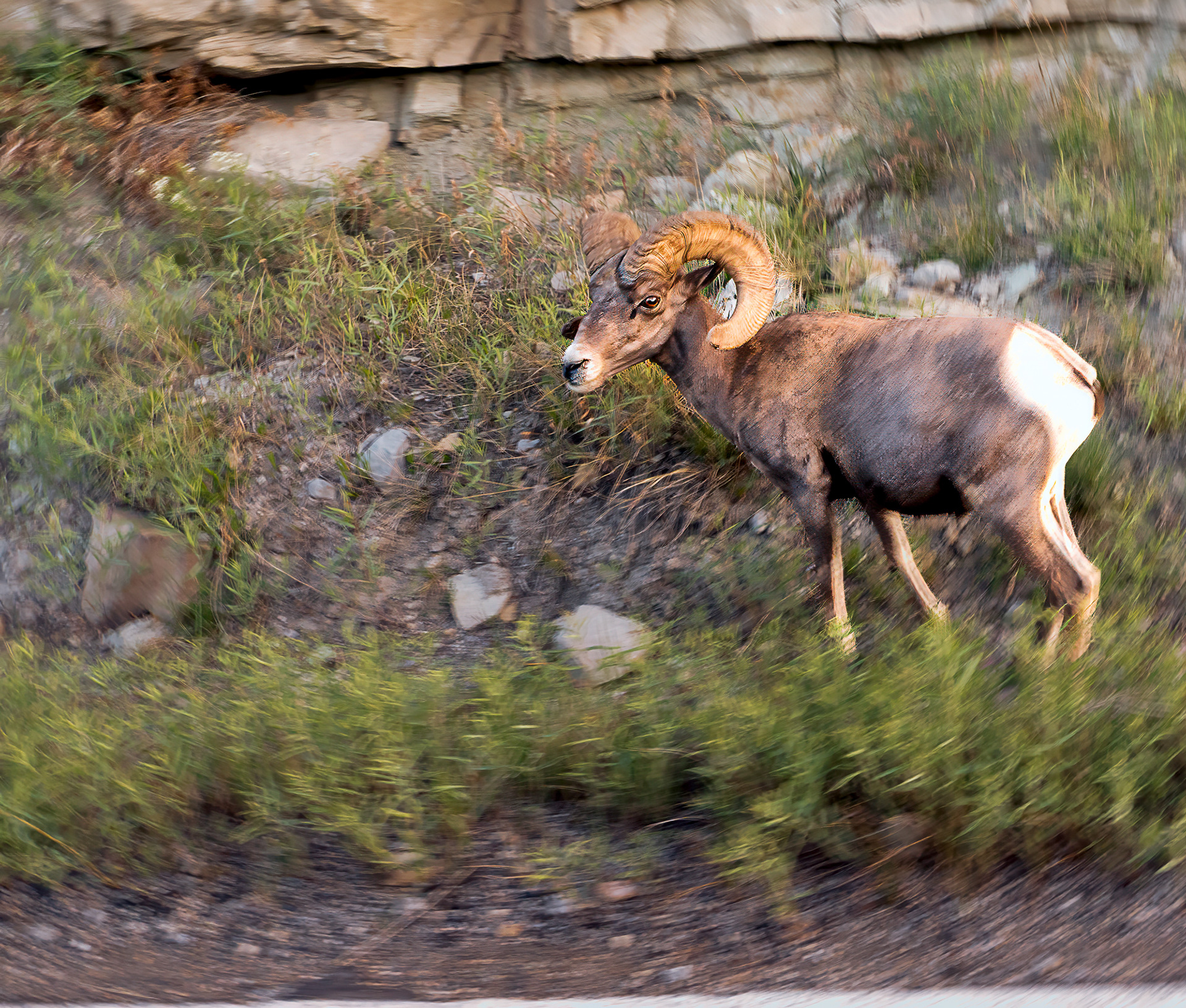 BIGHORN SHEEP