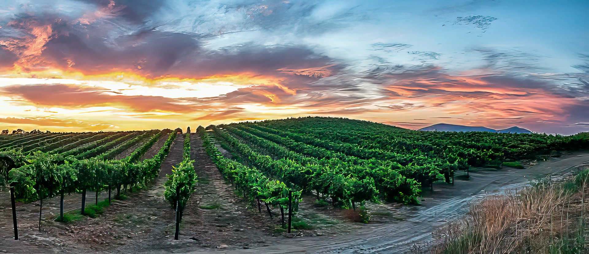 Temecula Wine Country