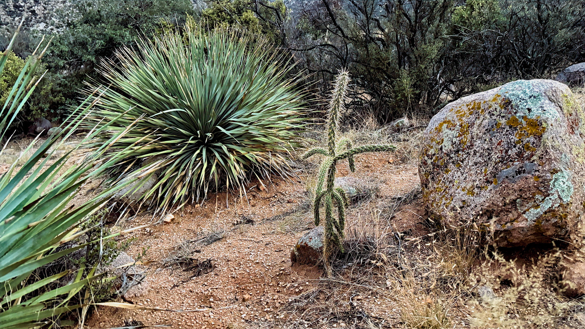 Cactus Gumby
