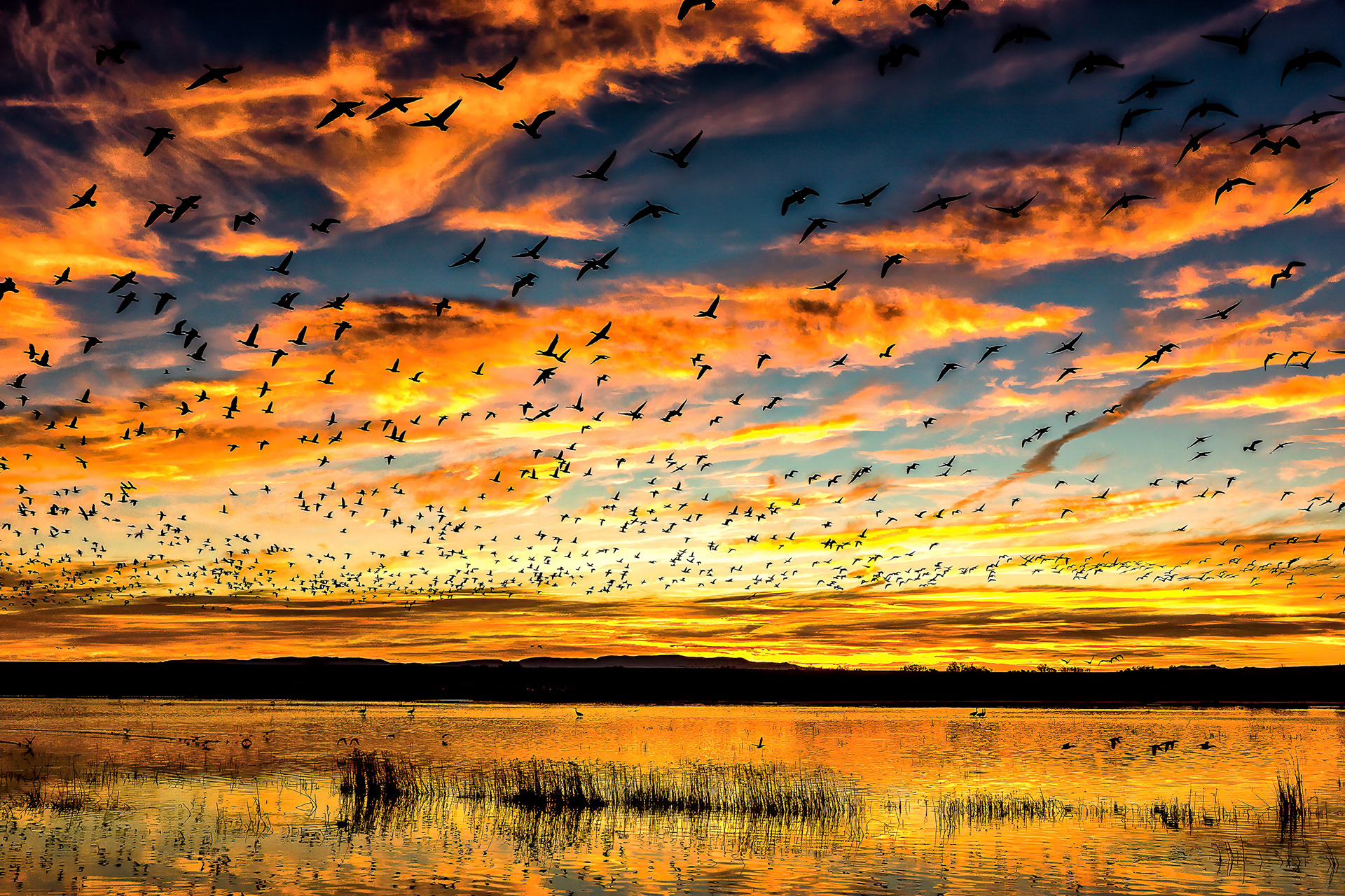 Bosque del Apache National Wildlife Refuge, New Mexico