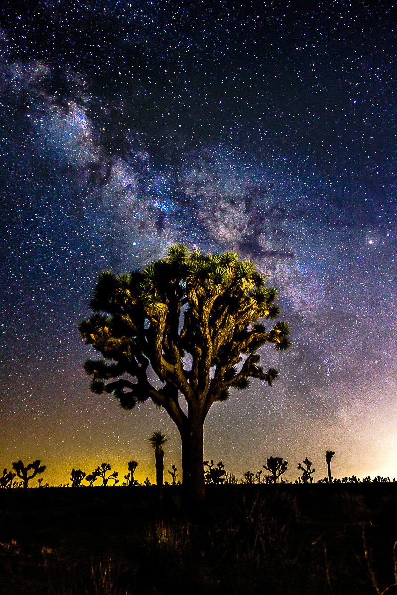 Joshua Tree National Park