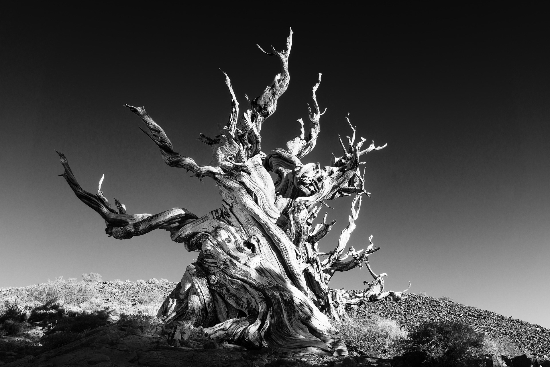 Ancient Bristlecone Pine, California