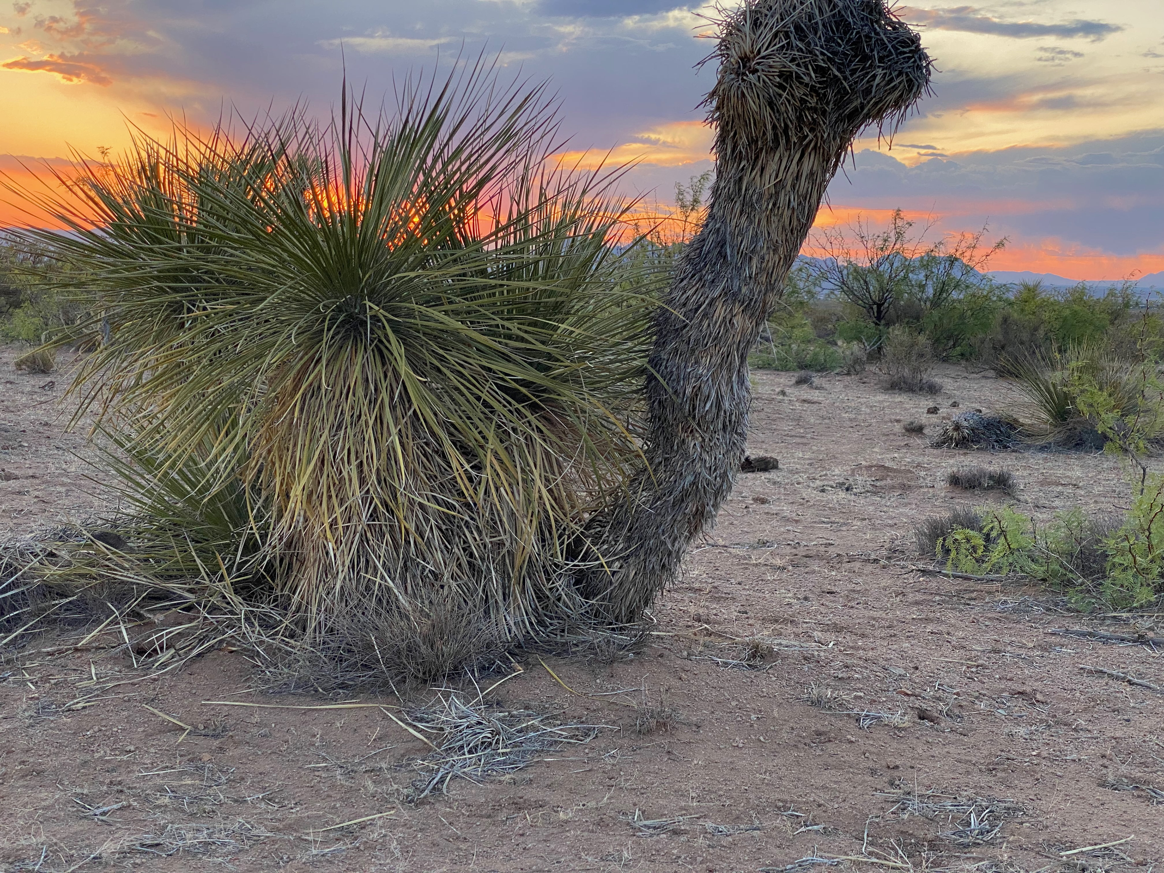 yucca camel