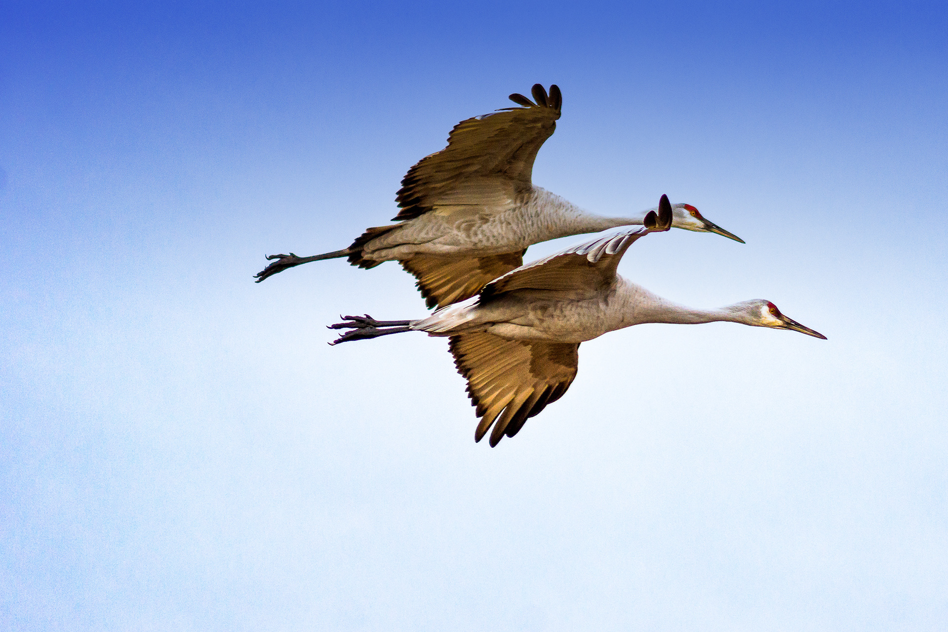 Sandhill Cranes,Bosque del Apache National Wildlife Refuge, New Mexico