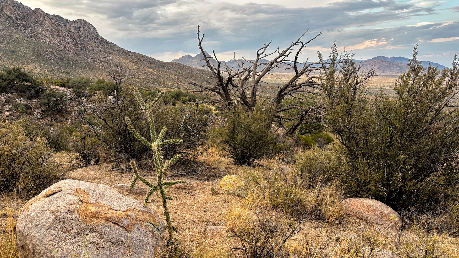 Cactus Gumby