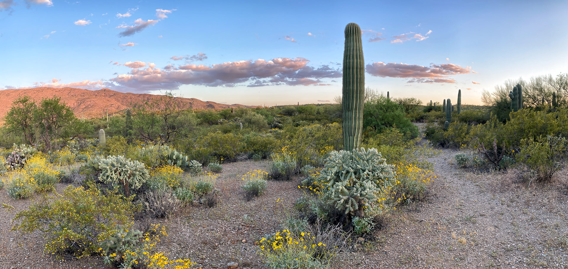 Saguaro National Park, Tucson, AZ