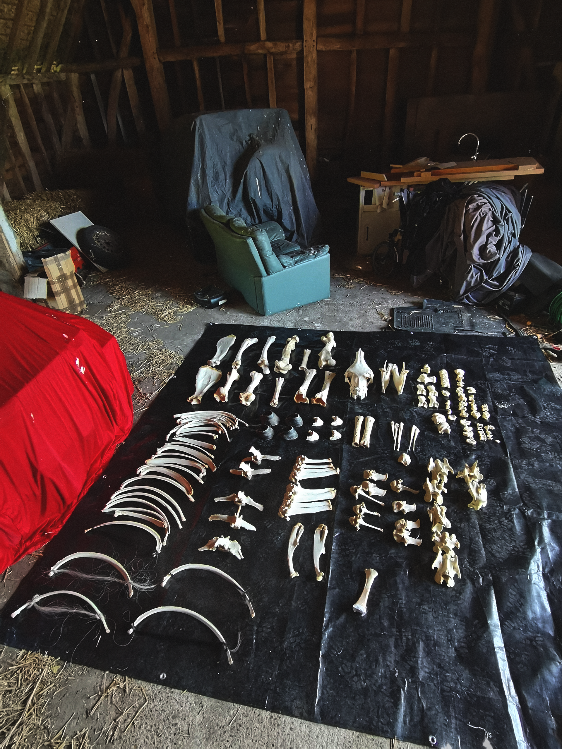laying out the bones