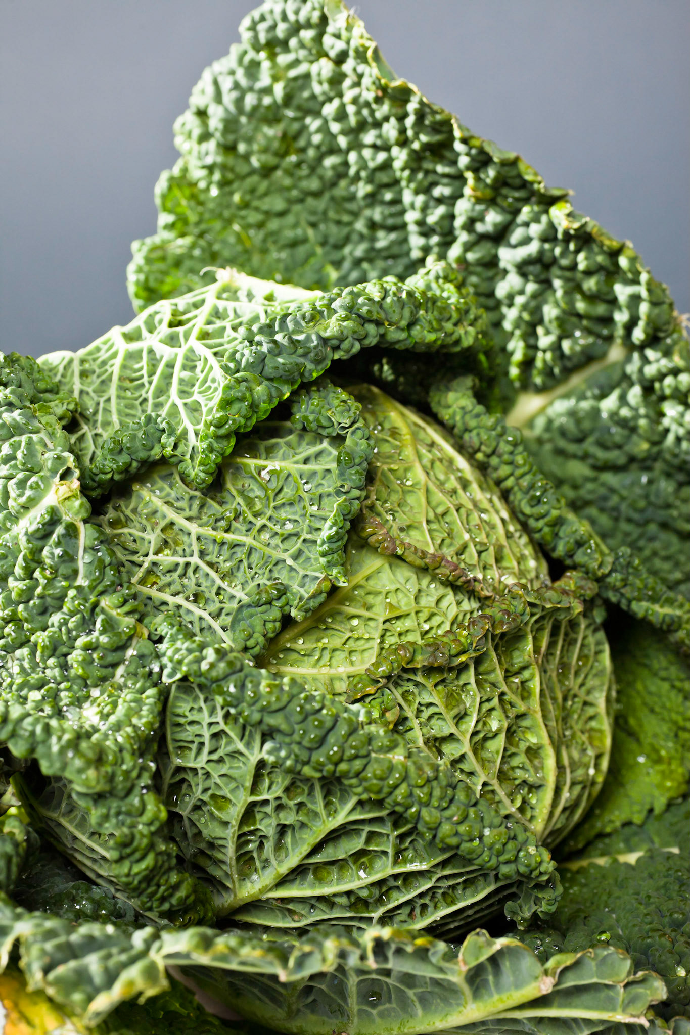 Close up of a head of beautiful savoy cabbage on a grey background
