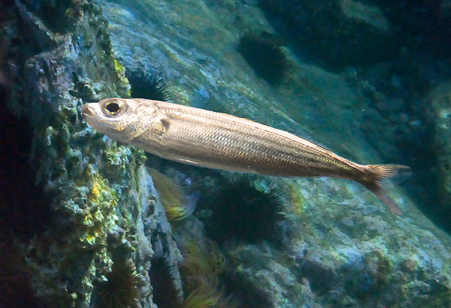 Boga