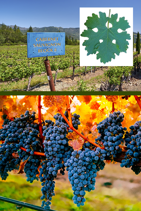 Cabernet Sauvignon